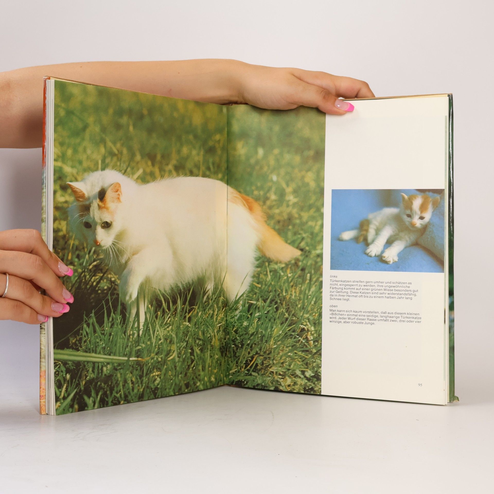 Erich Tylínek Das große Katzenbuch