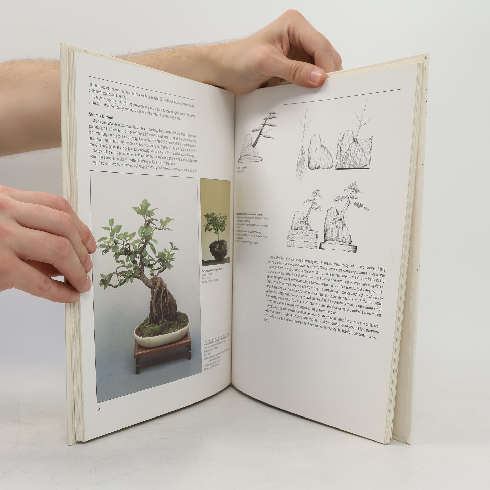 Petr Herynek Bonsai