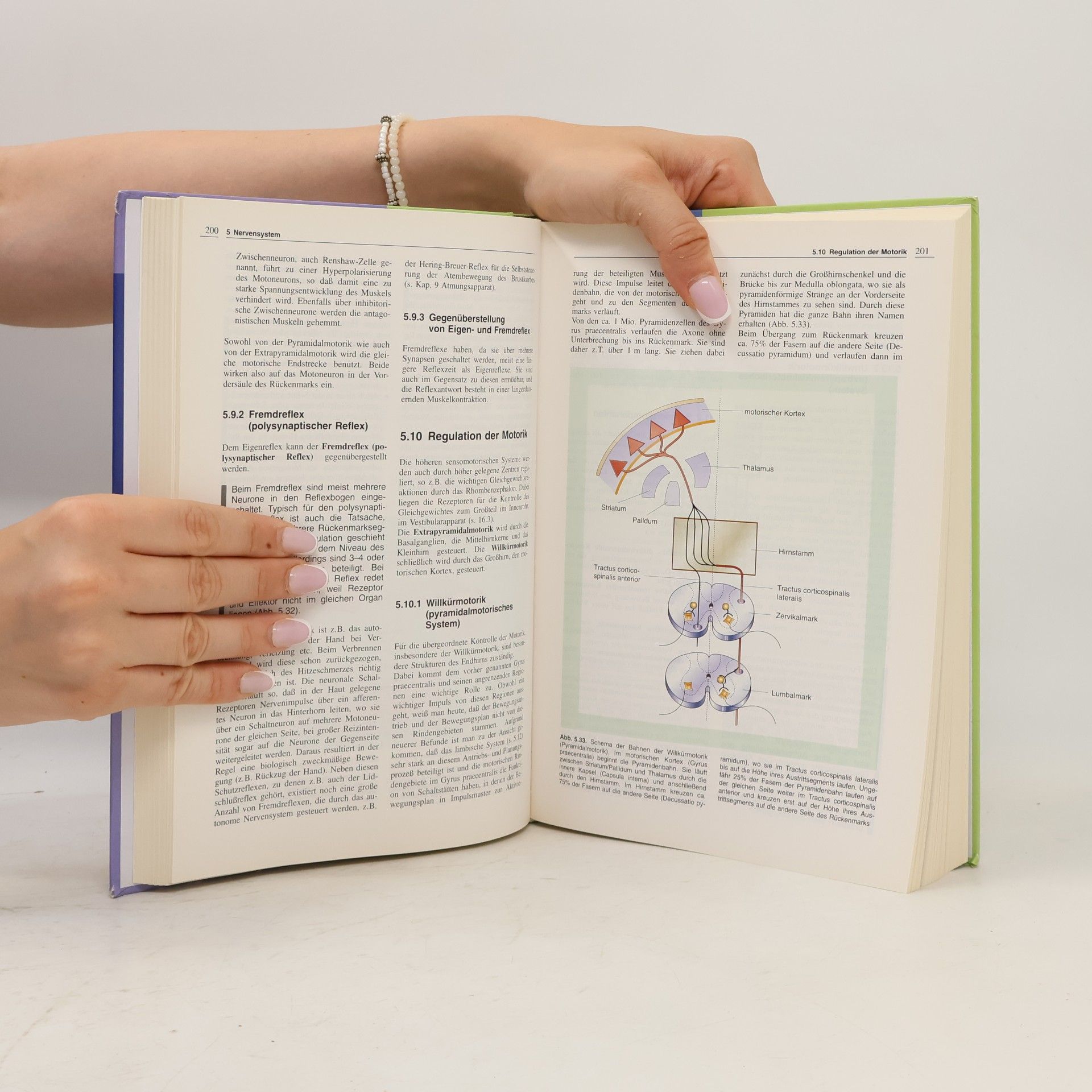 Udo M. Spornitz Anatomie und Physiologie