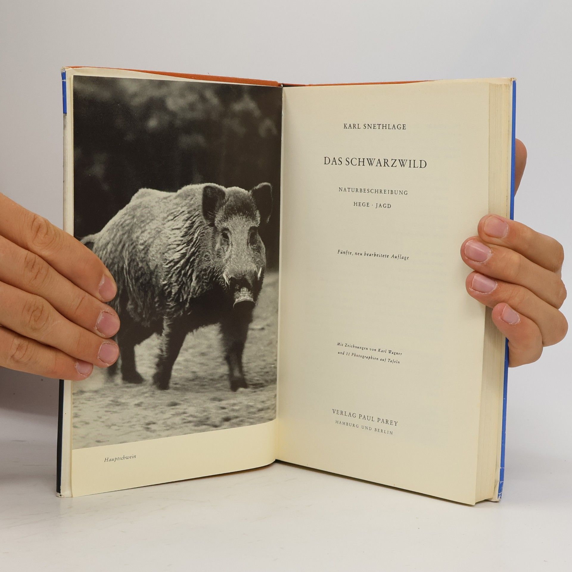 Karl Snethlage Das Schwarzwild