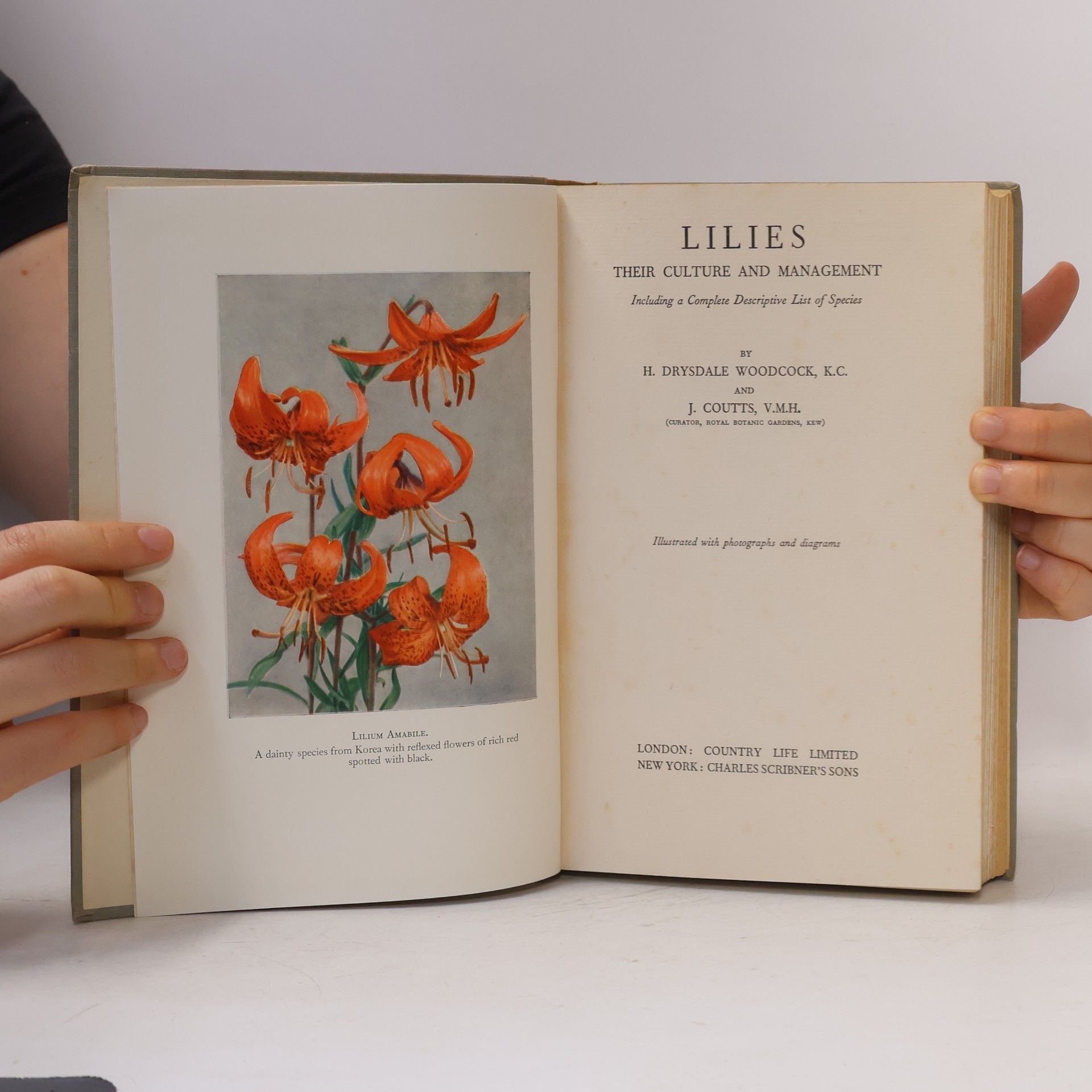 H. Drysdale Woodcock Lilies