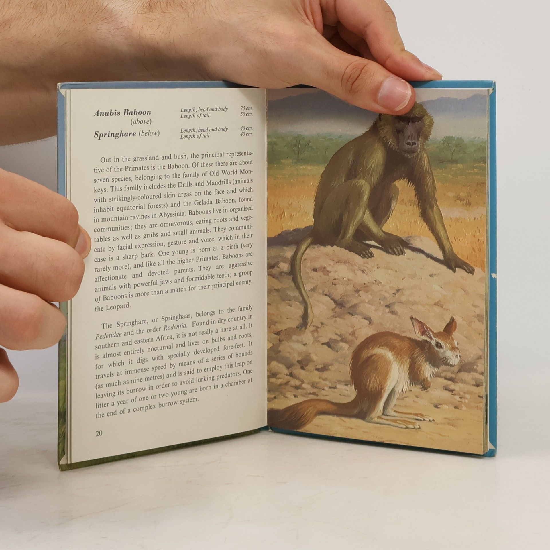 John Leigh Pemberton Animals of the World: African Mammals