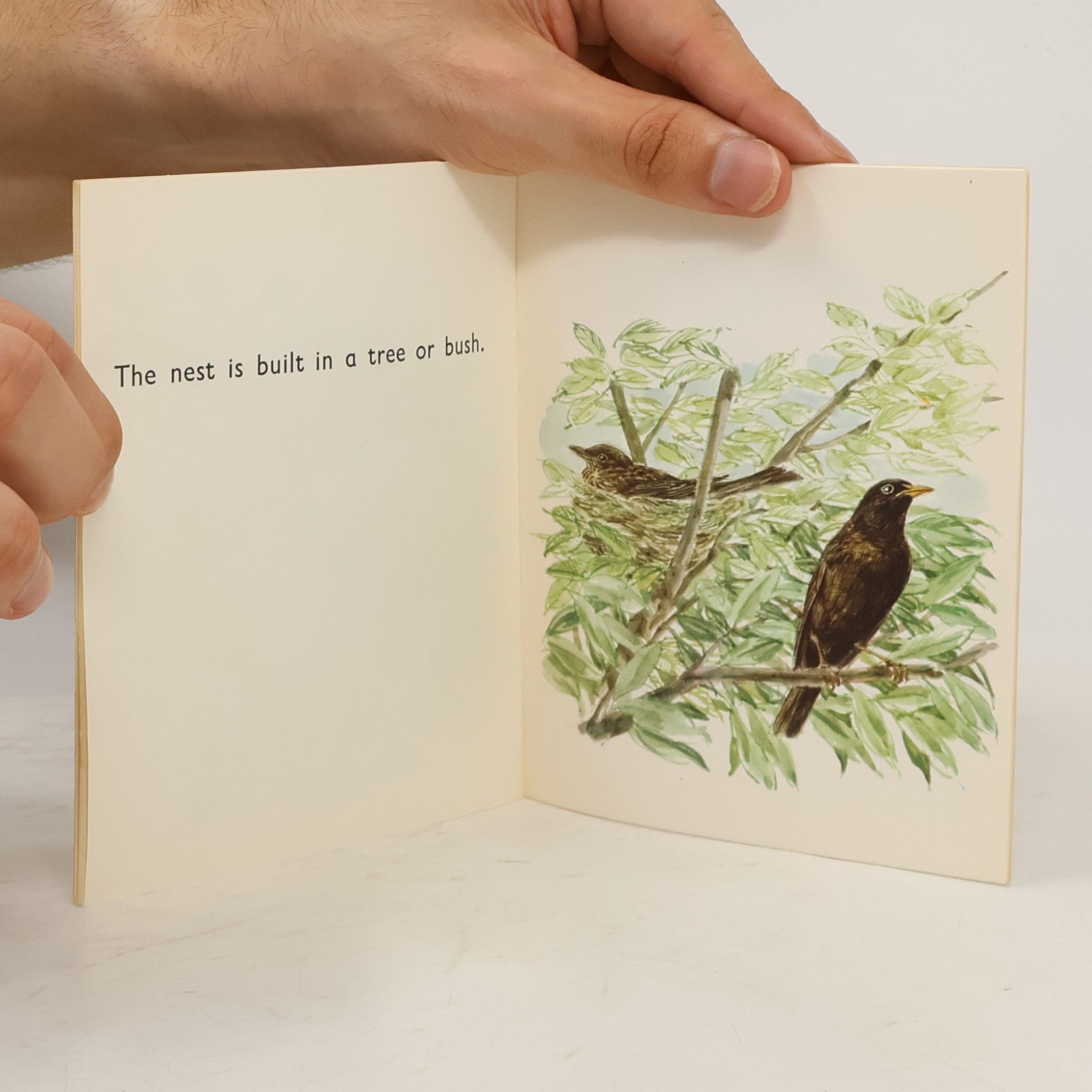 Collectif d'auteurs The Blackbird