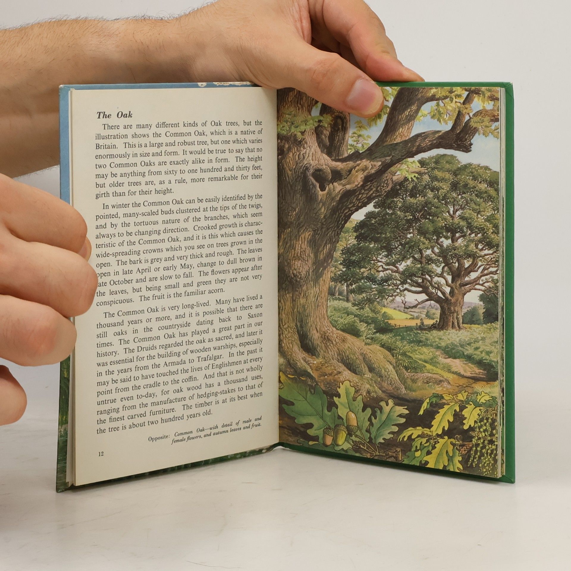 Conrad Richter Ladybird Book: The Trees