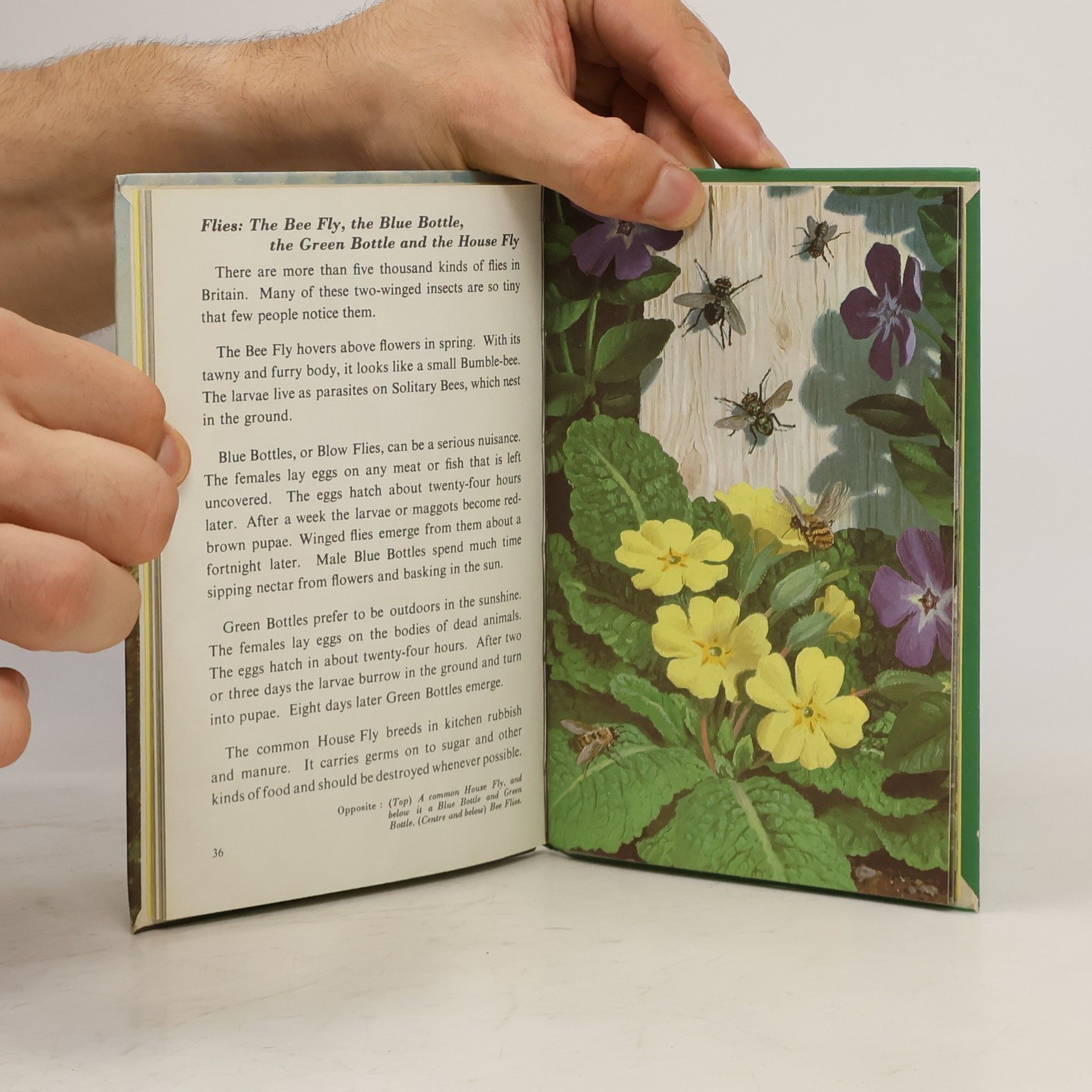 Stanley Arthur Manning Butterflies, Moths And Other Insects