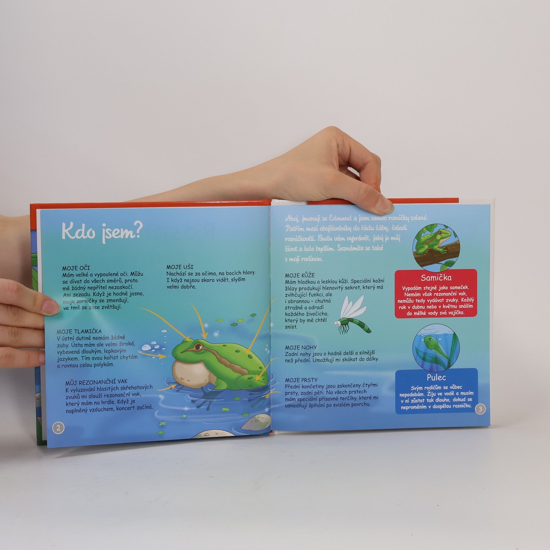 Autorenkollektiv Na okraji lesa 35. Rosnička zelená