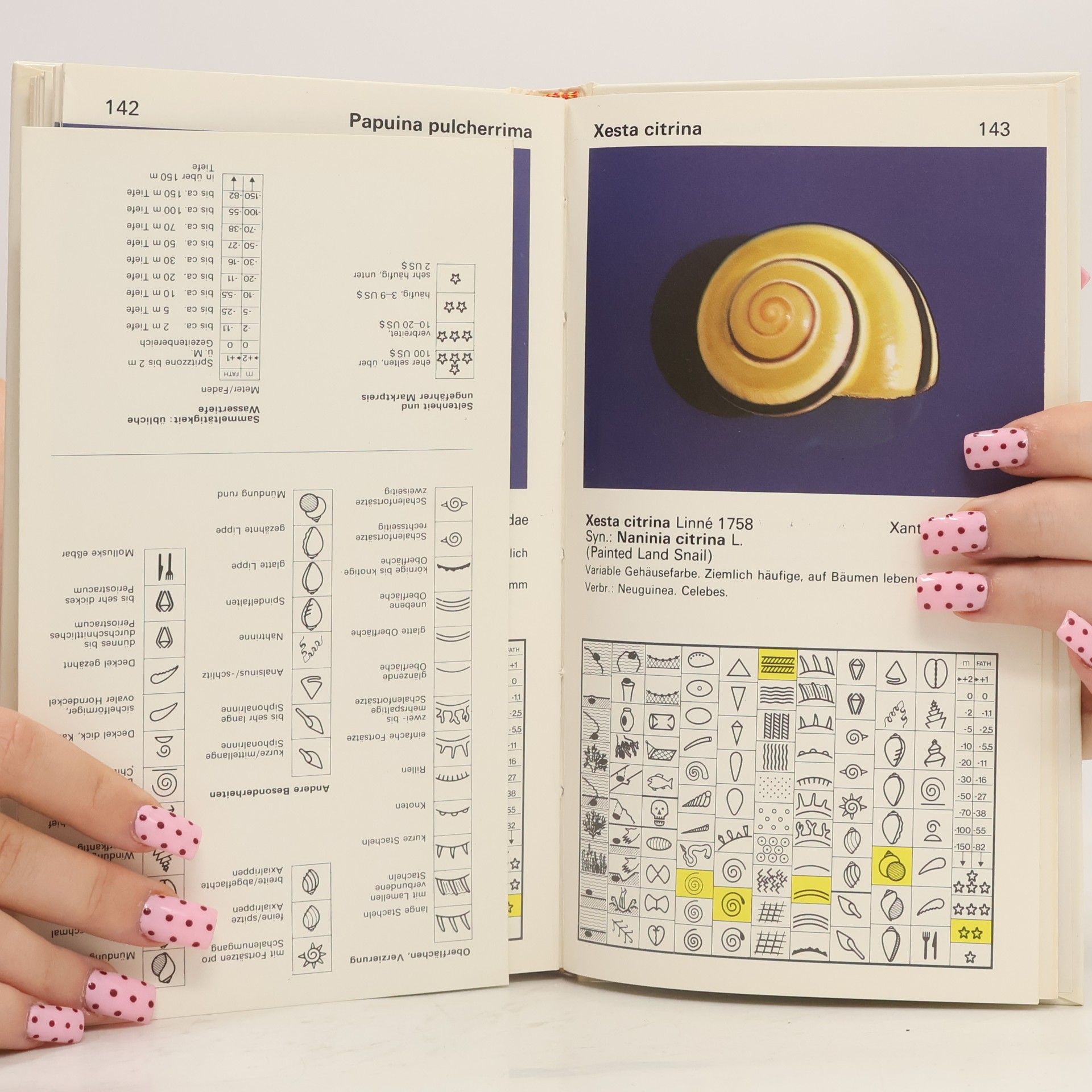 Jacques Senders Schnecken und Muscheln zum Sammeln