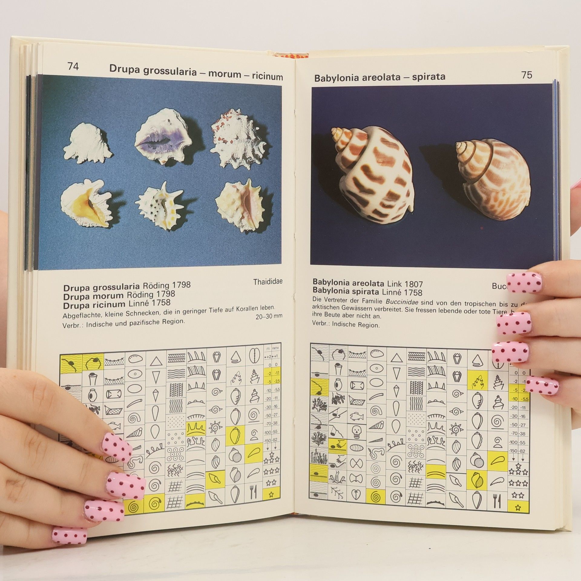 Jacques Senders Schnecken und Muscheln zum Sammeln