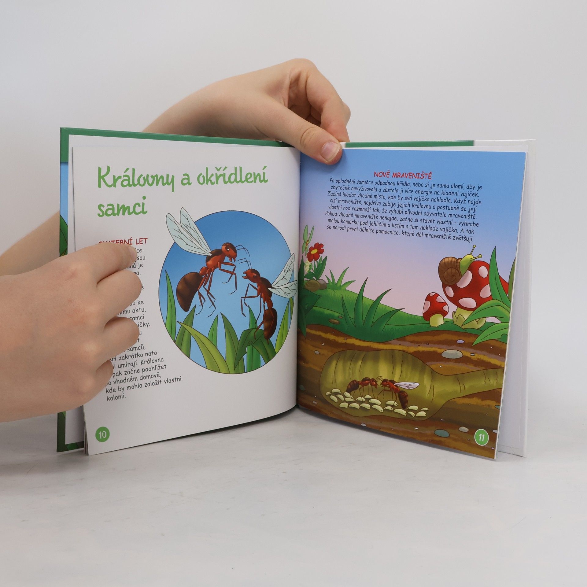 Kolektív autorov Bydlím v lese 62. Mravenci