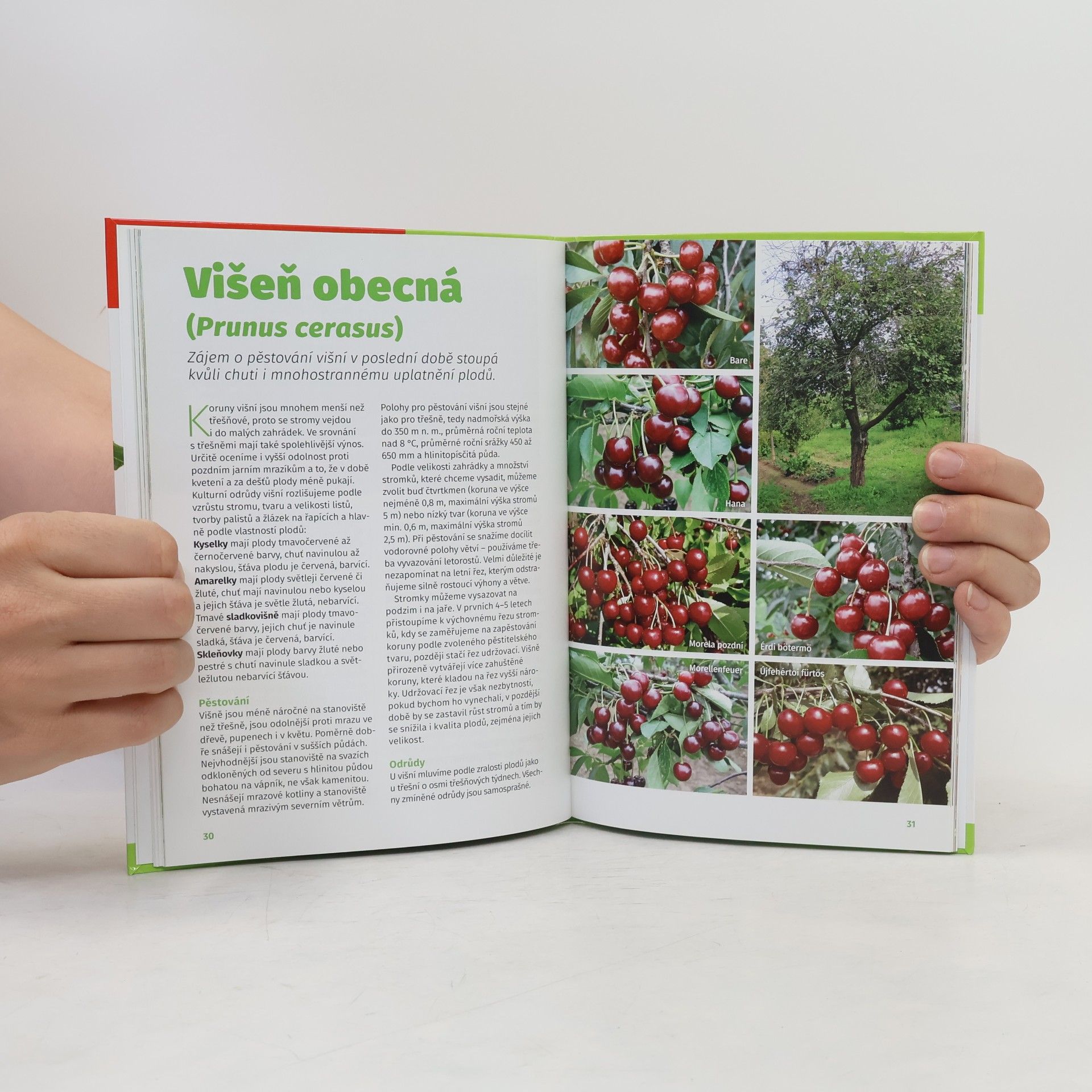 Autorenkollektiv Ovocné stromy