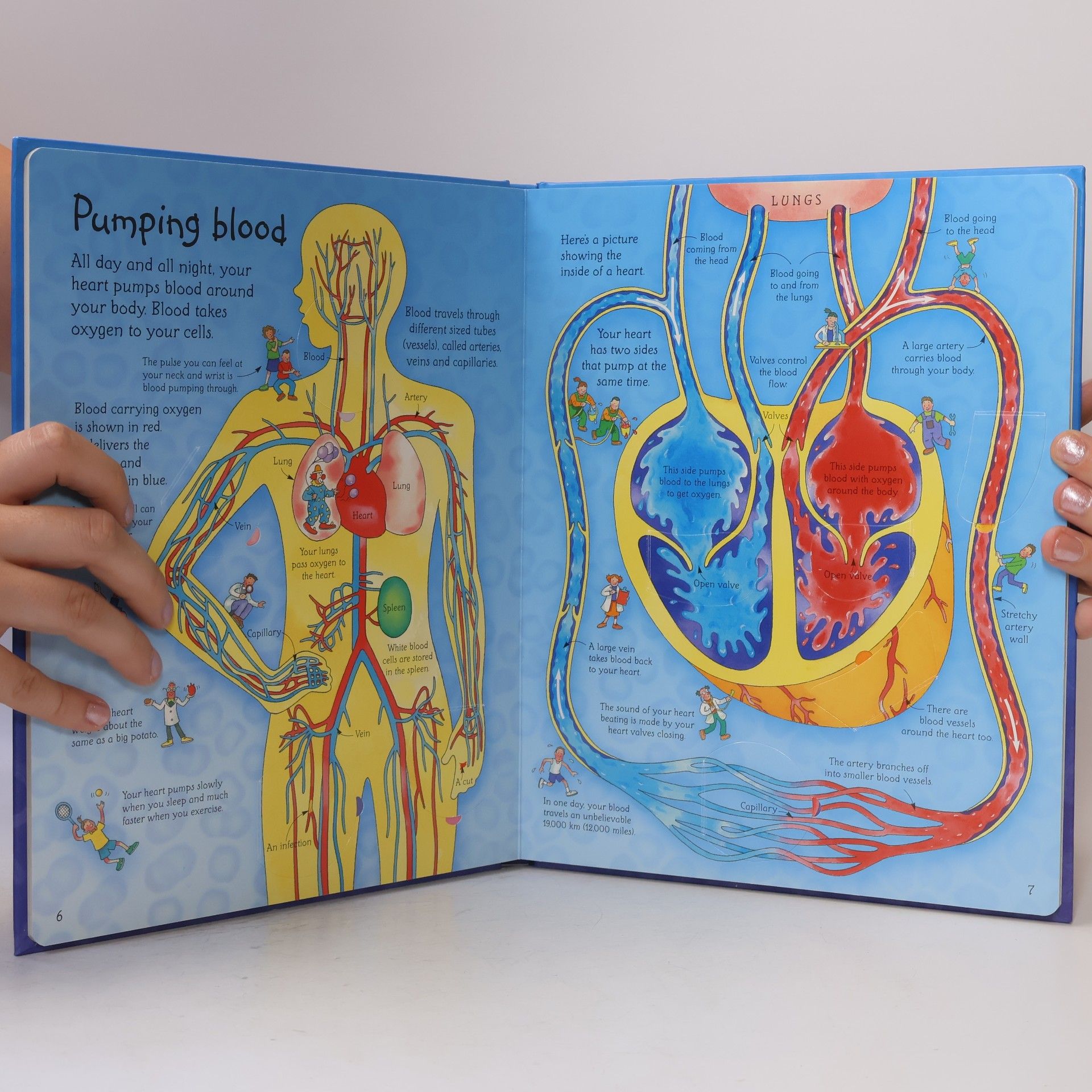 Katie Daynes See inside your body : with over 50 flaps to lift