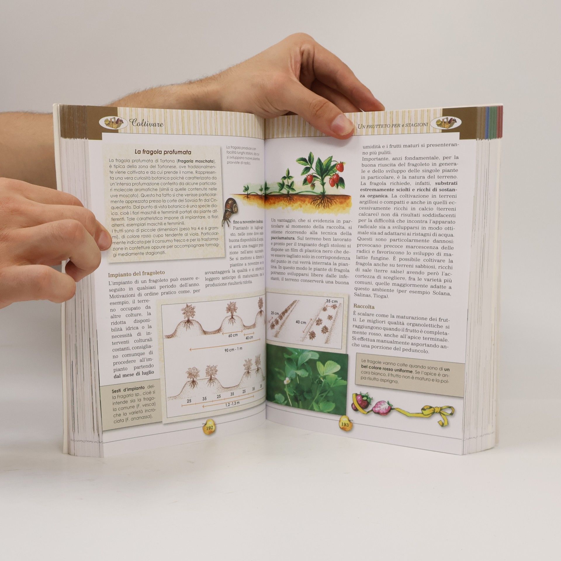 Libri del lunario: Vivere e lavorare in campagna. Orto frutteto dispensa cantina