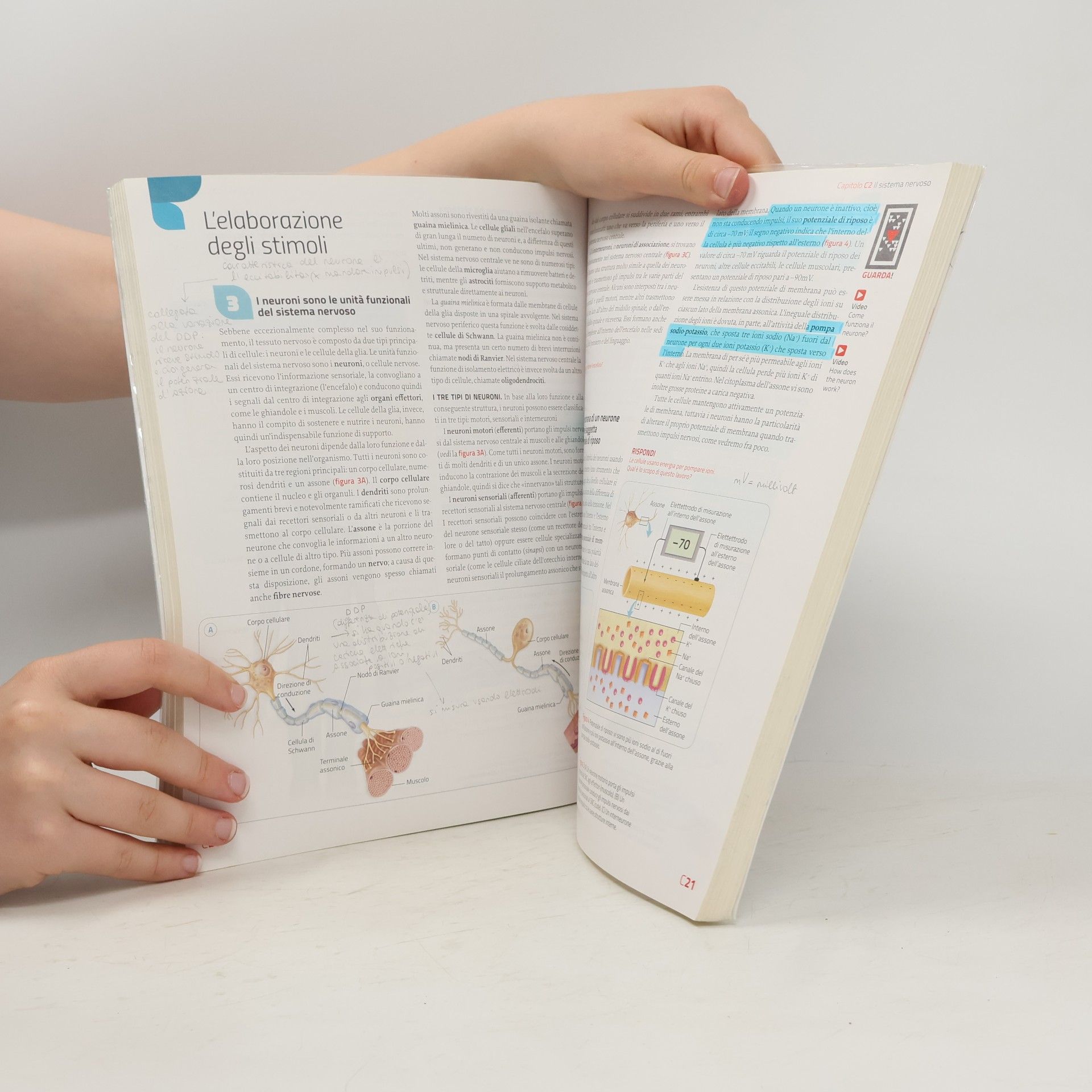 Sylvia S. Mader Immagini e concetti della biologia. Dalla biologia molecolare al corpo umano. Per le scuole superiori. Con contenuto digitale (fornito elettronicamente) - seconda edizione