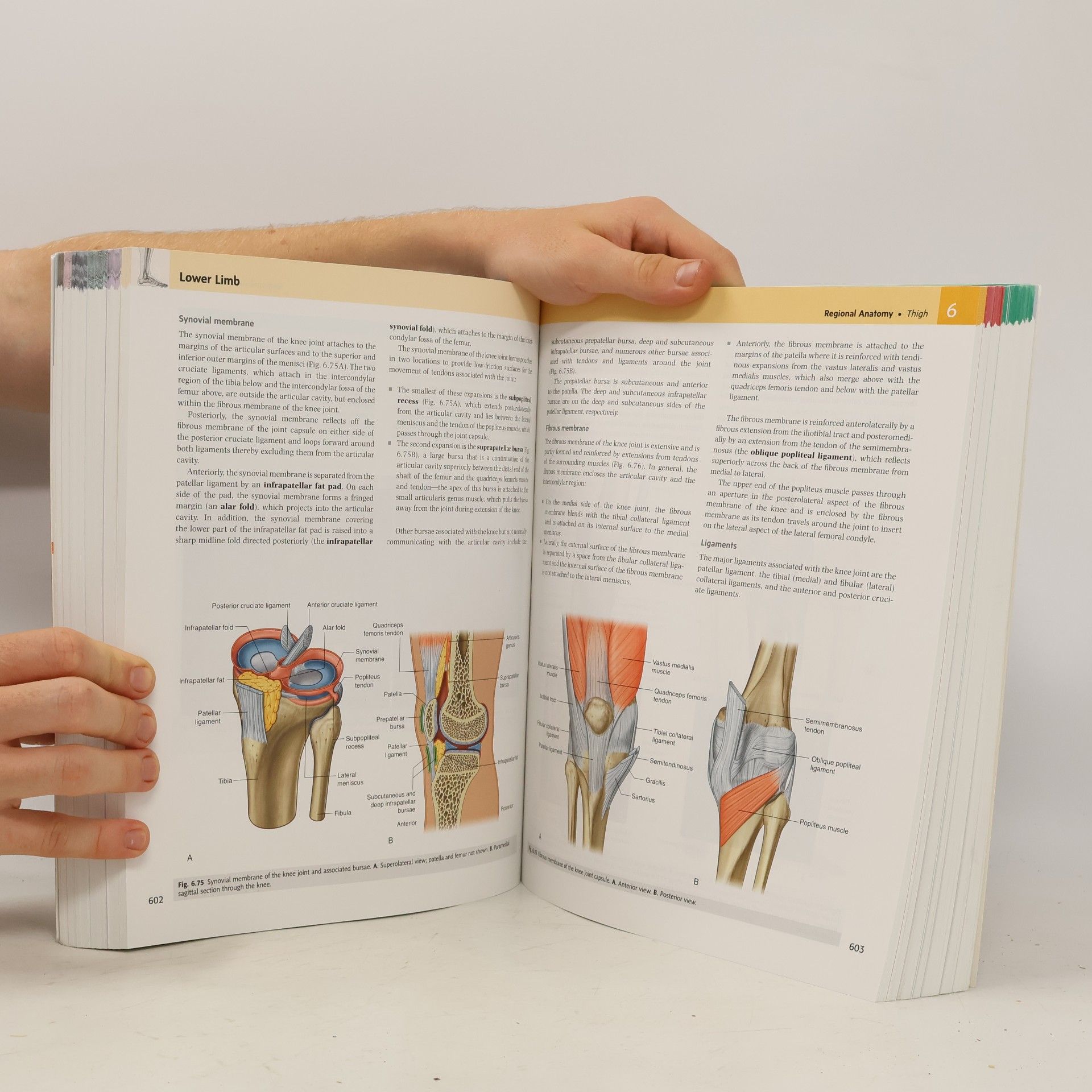 Autores varios Gray's anatomy for students