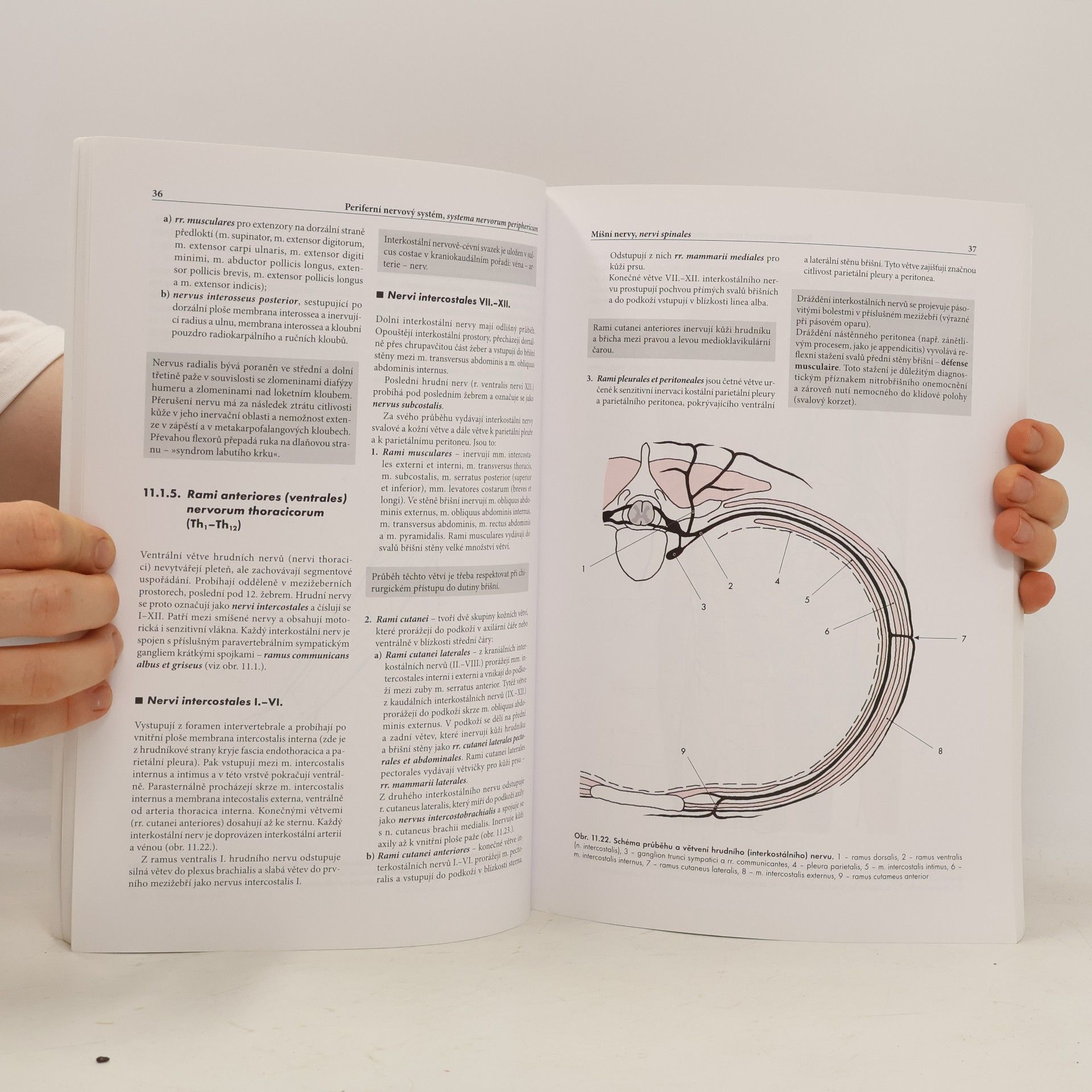 Miloš Grim Základy anatomie. 4b., Periferní nervový systém, smyslové orgány a kůže