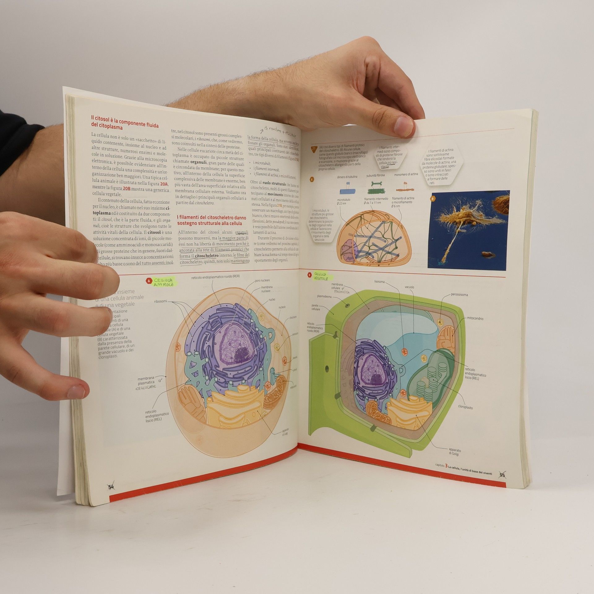 Helena Curtis Introduzione alla biologia.azzurro