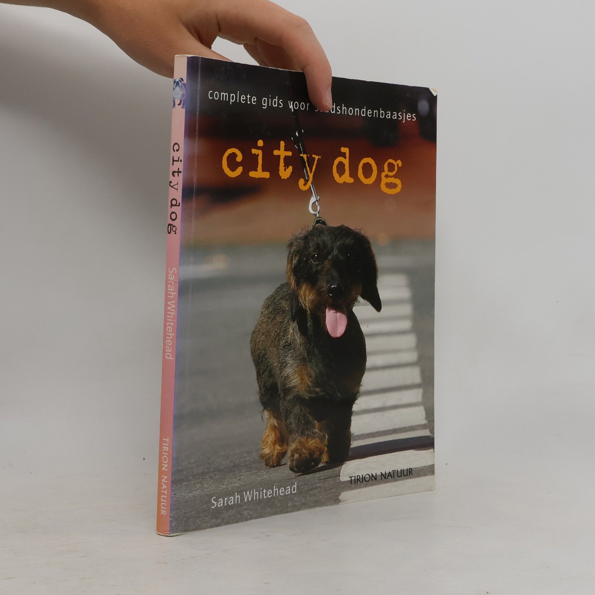 City dog