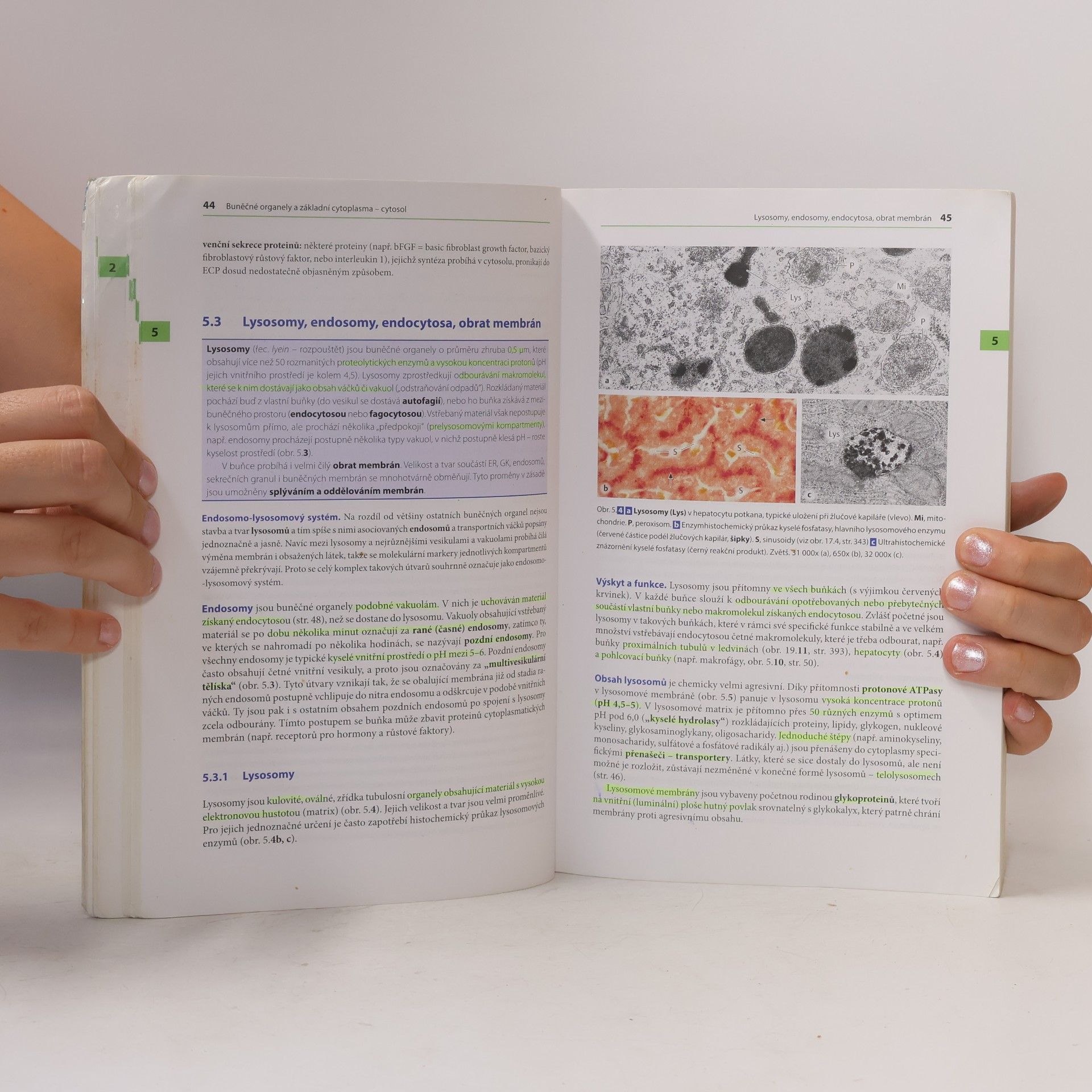Renate Lüllmann-Rauch Histologie