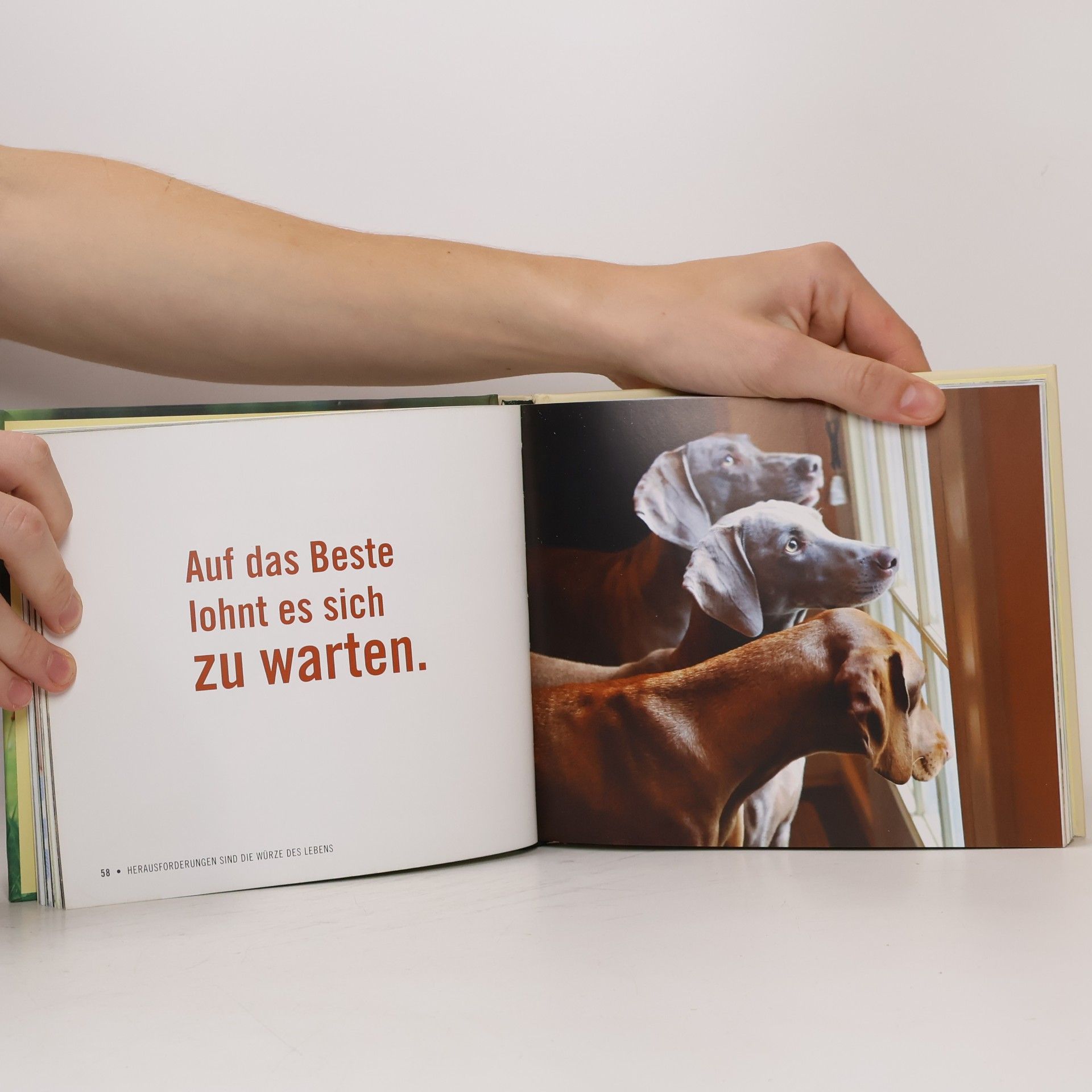 Cynthia L. Copeland Philosophen auf vier Pfoten
