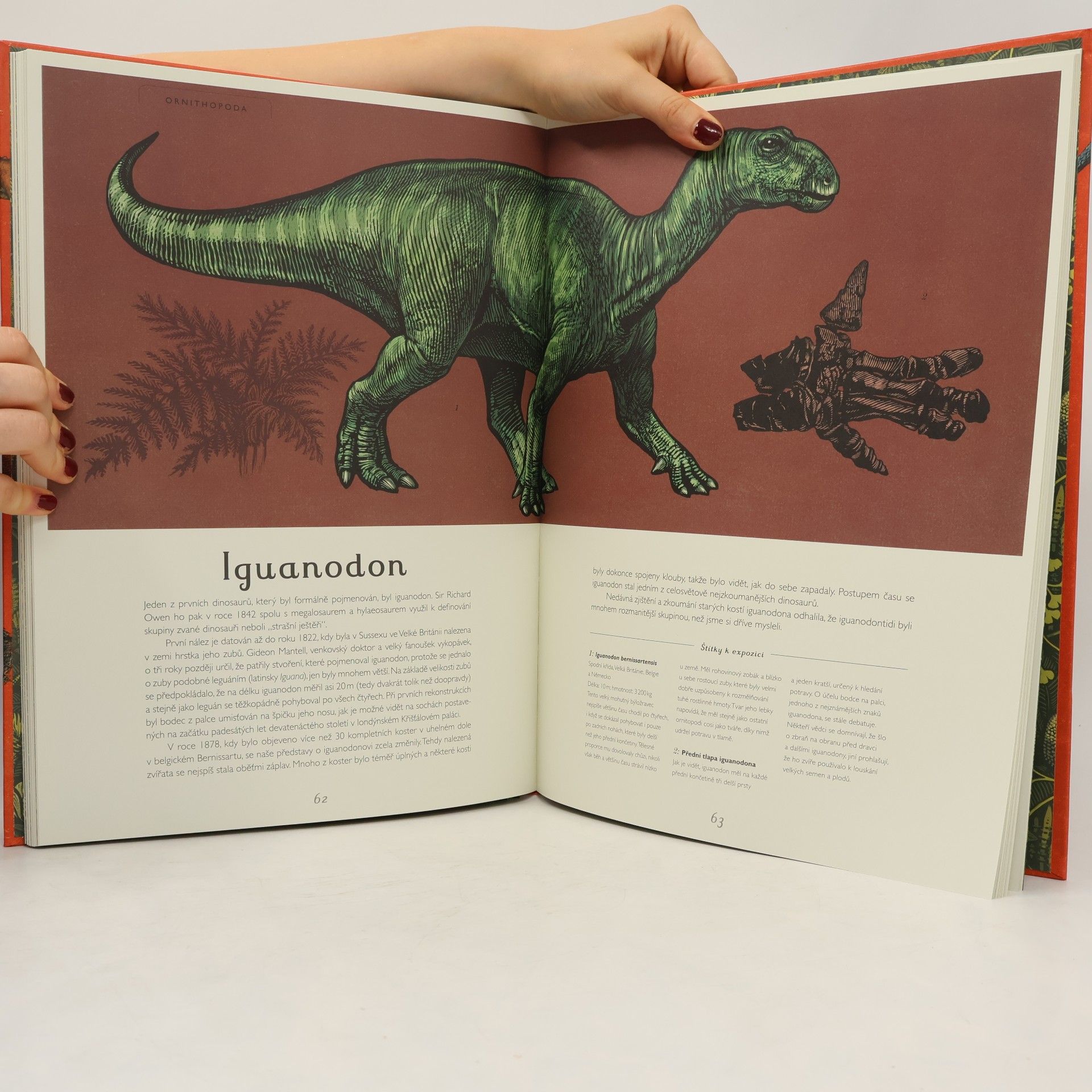 Lily Murray Dinosaurium