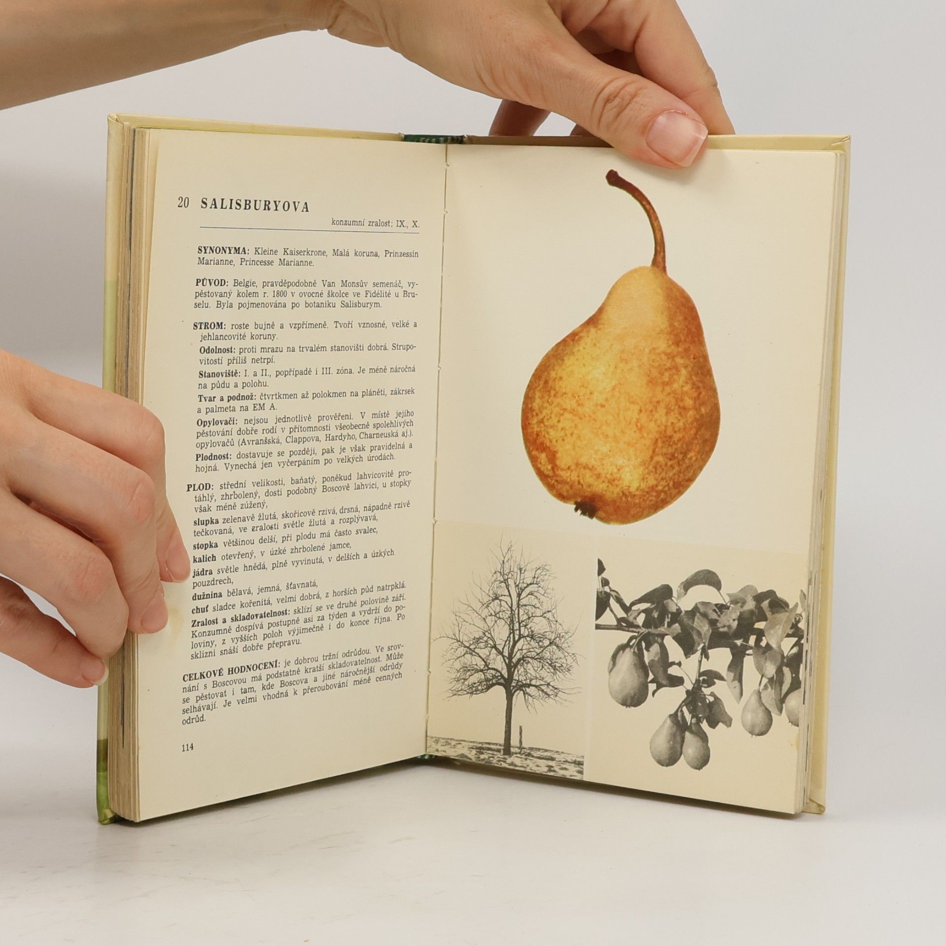 Collectif d'auteurs Malá pomologie 2. Hrušky