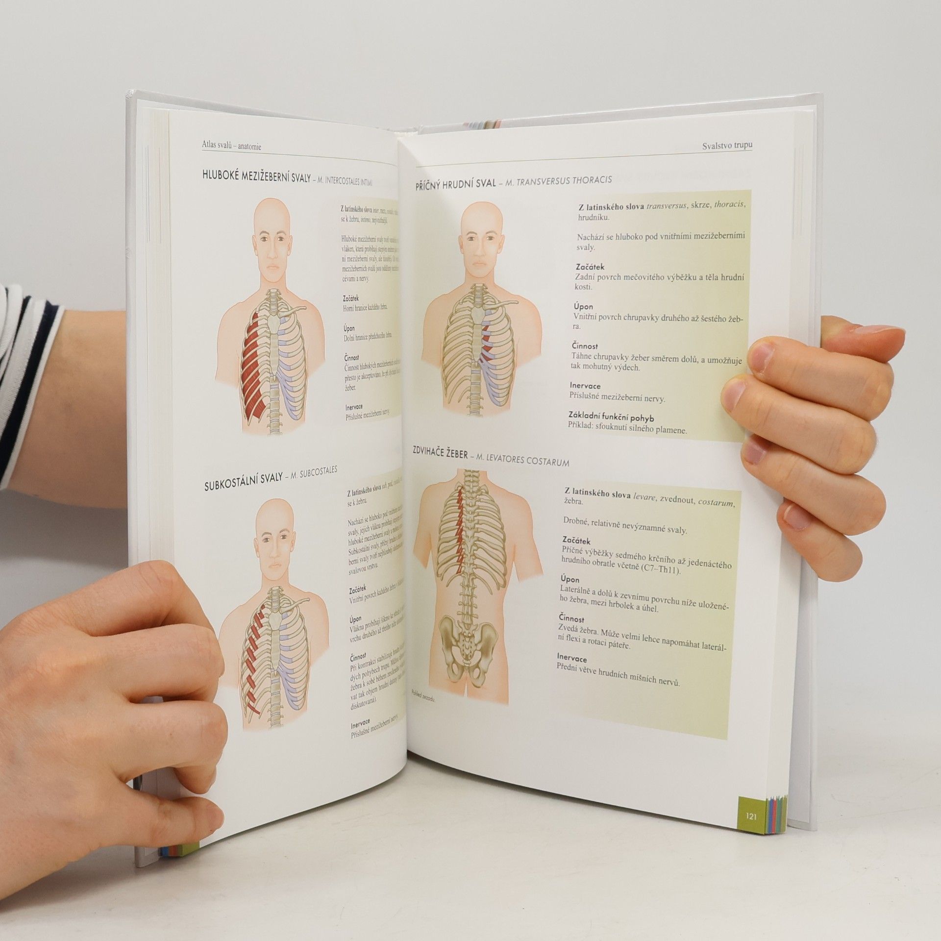 Chris Jarmey Atlas svalů - anatomie