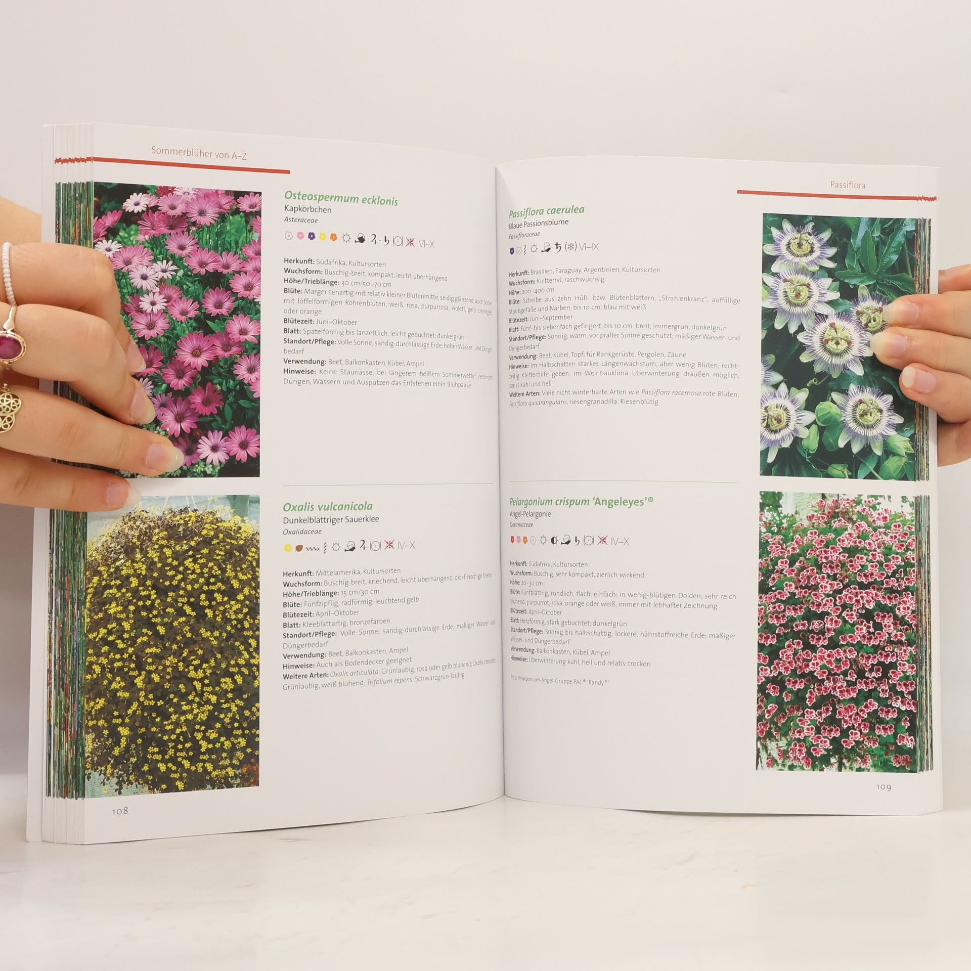 Helga Panten BdB-Handbuch - 11: Beet-, Balkon- und Kübelpflanzen