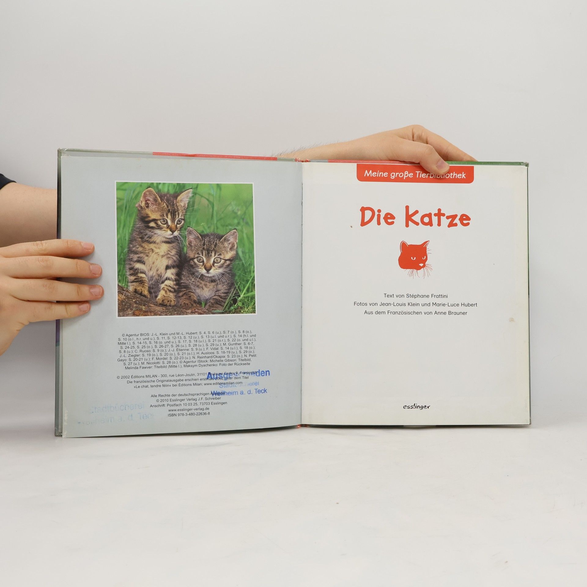 Stéphane Frattini Die Katze