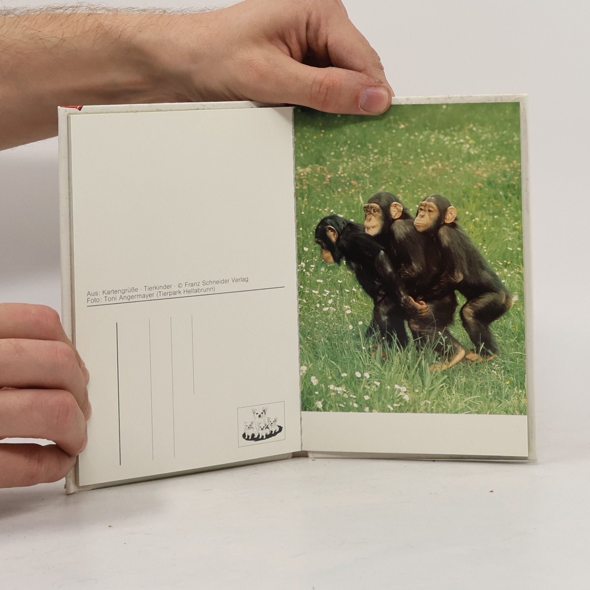 Collectif d'auteurs Kartengrüße. Tierkinder
