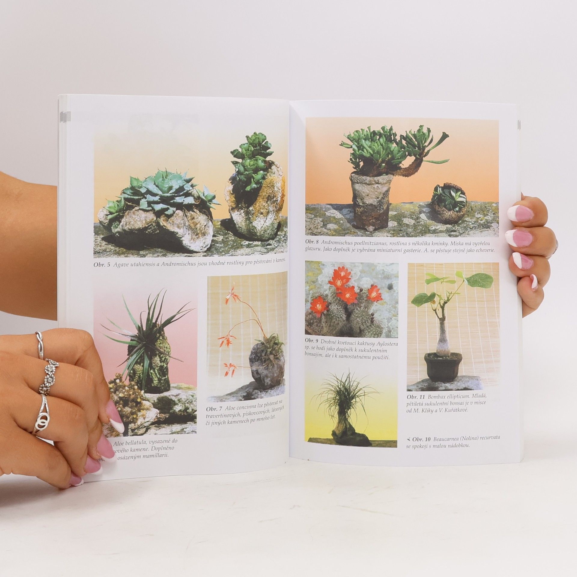 Petr Herynek Sukulentní bonsaje