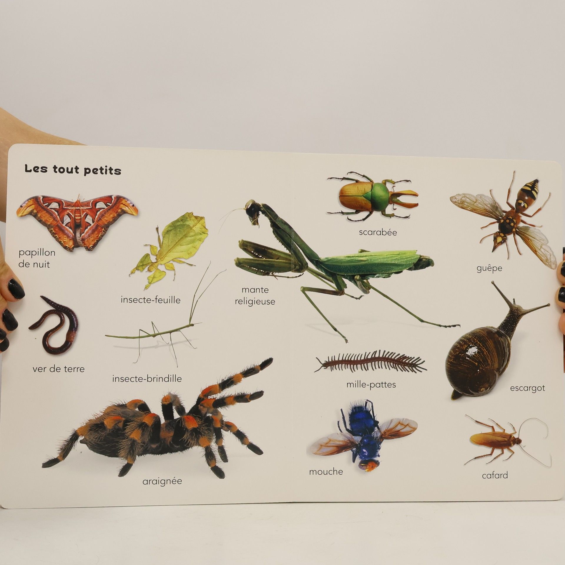 J'apprends du bout des doigts: Les Animaux