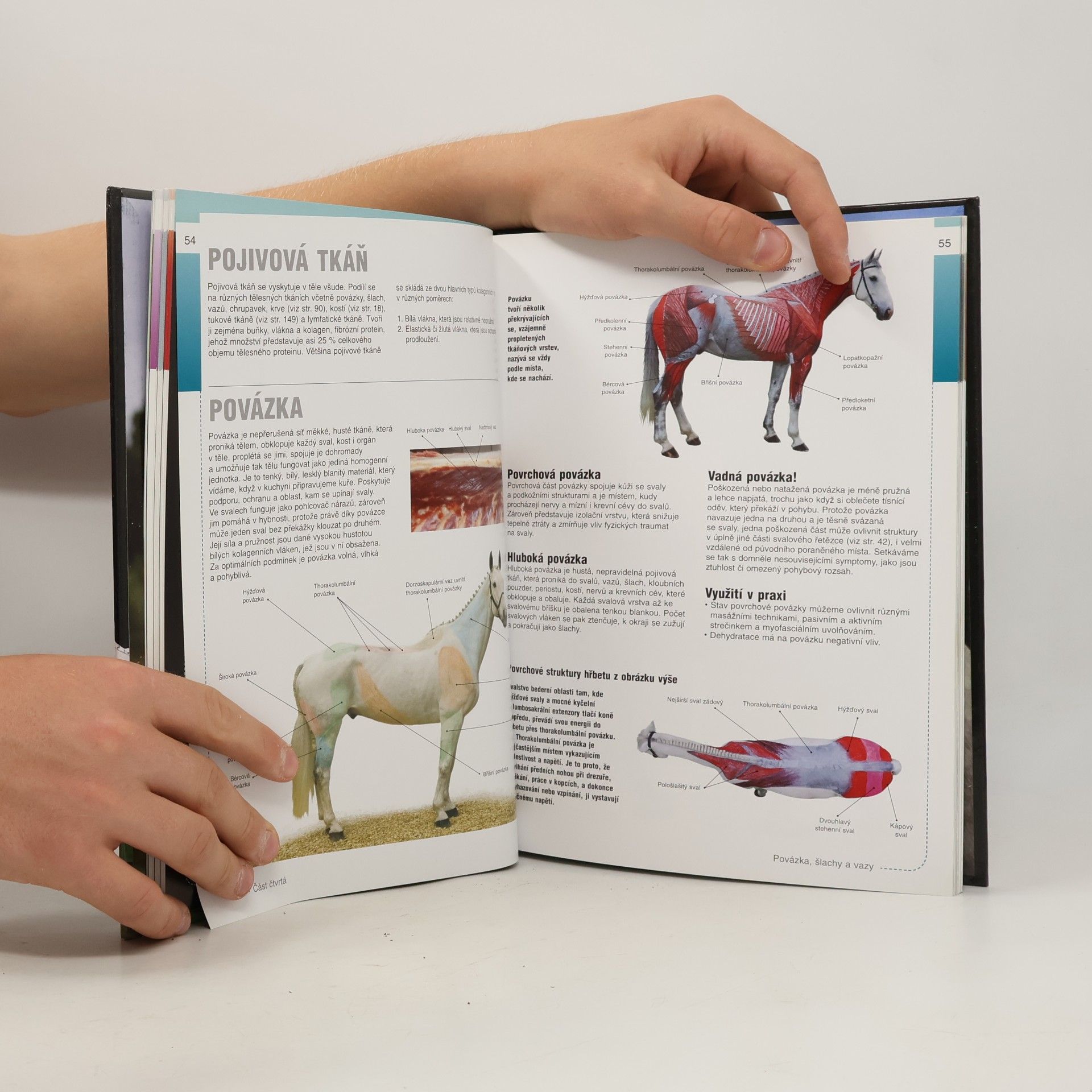 Gillian Higgins Pohyb a výkon koně. Anatomie