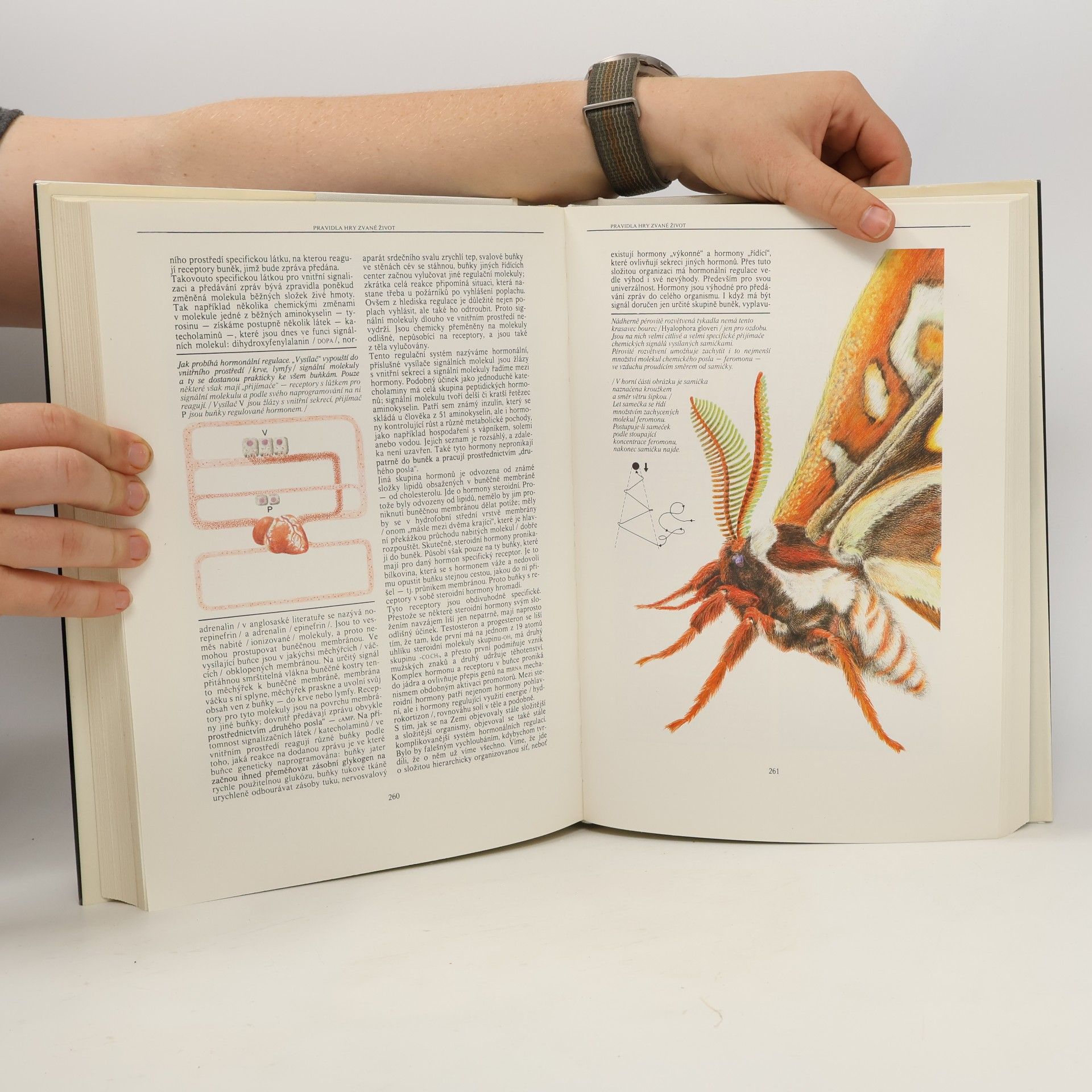 Various authors Život