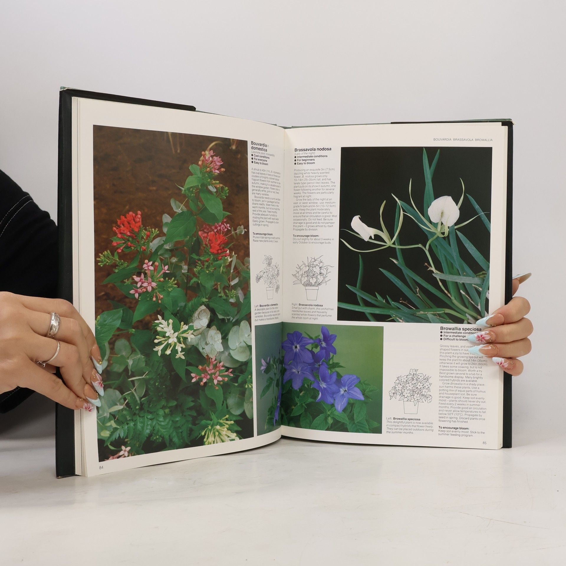 Jack Kramer Flowers at Your Window