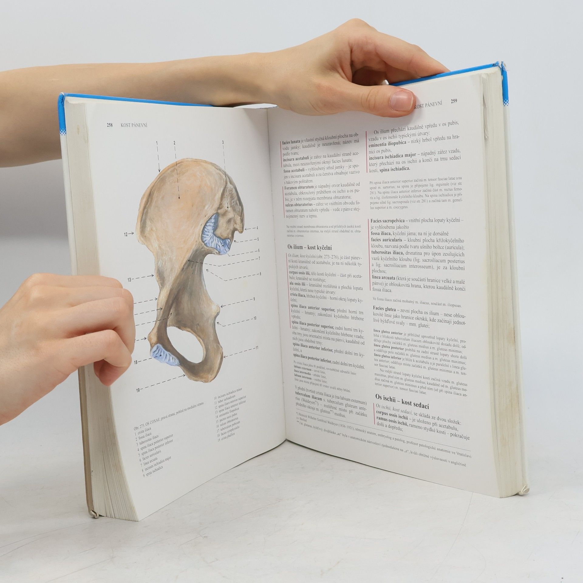 Radomír Čihák Anatomie 1