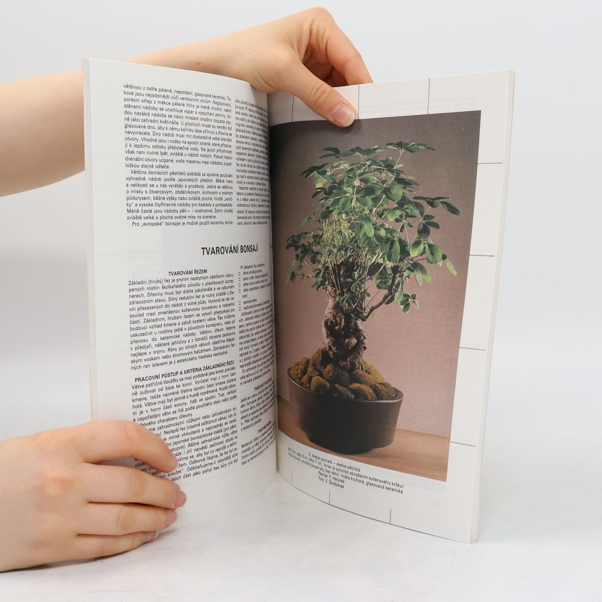 Petr Herynek Bonsai. Základy pěstování
