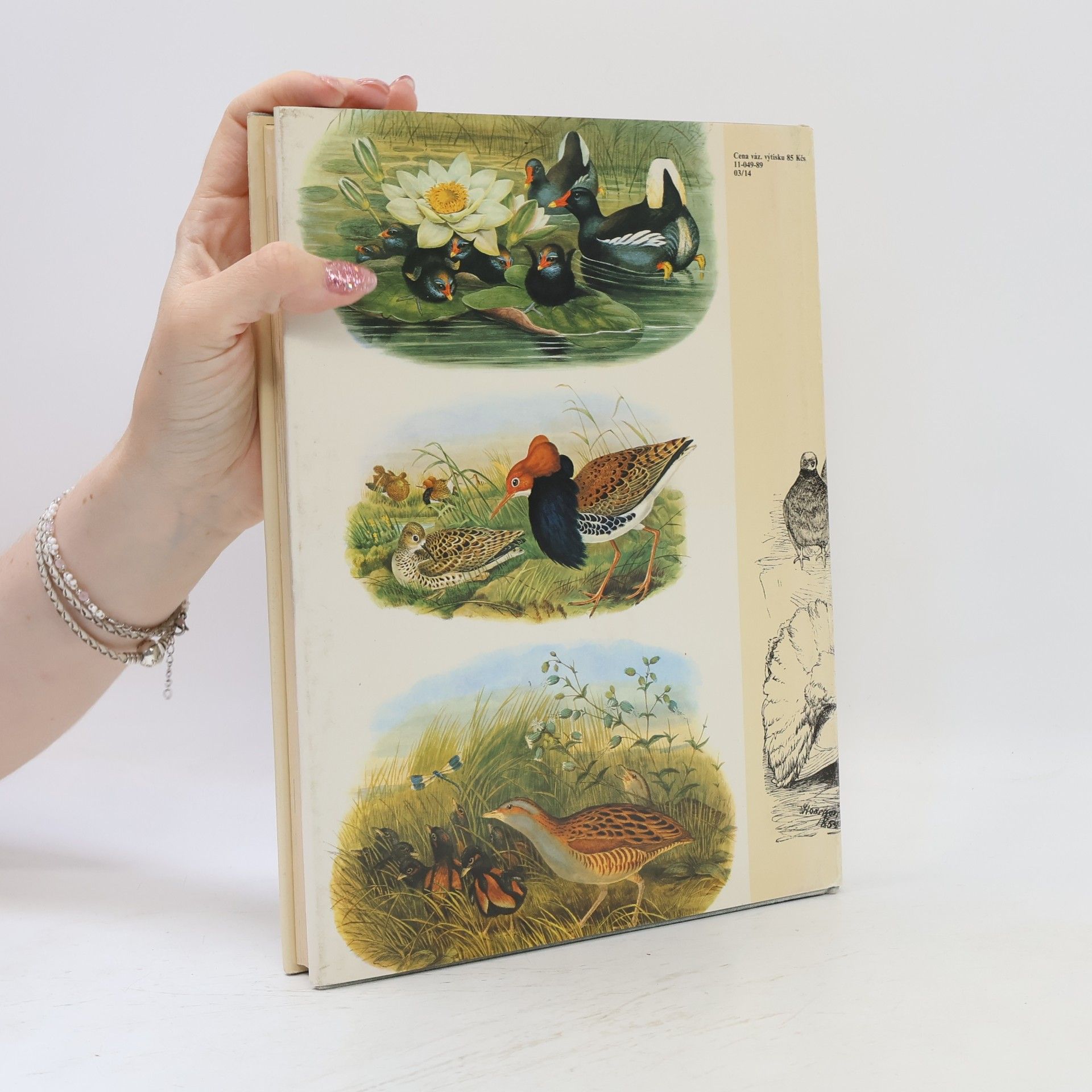 Charles Darwin Darwinův původ druhů v ilustracích