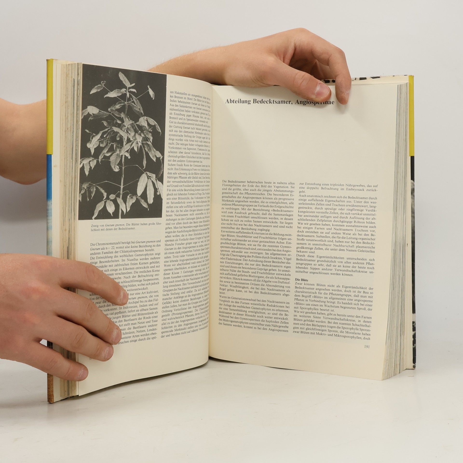 Autorenkollektiv Urania Pflanzenreich: Höhere Pflanzen 1