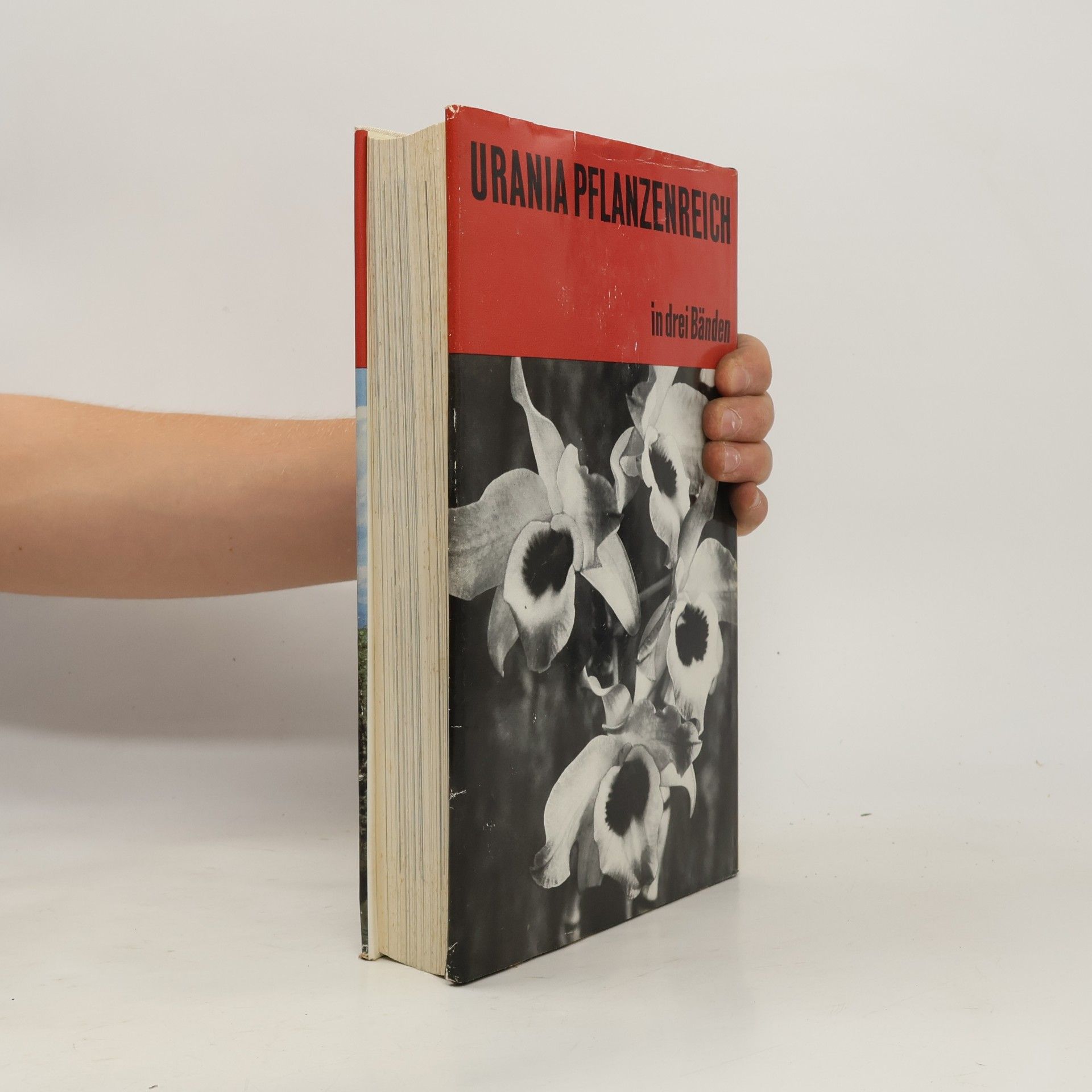 Autorenkollektiv Urania Pflanzenreich. Höhere Pflanzen 2