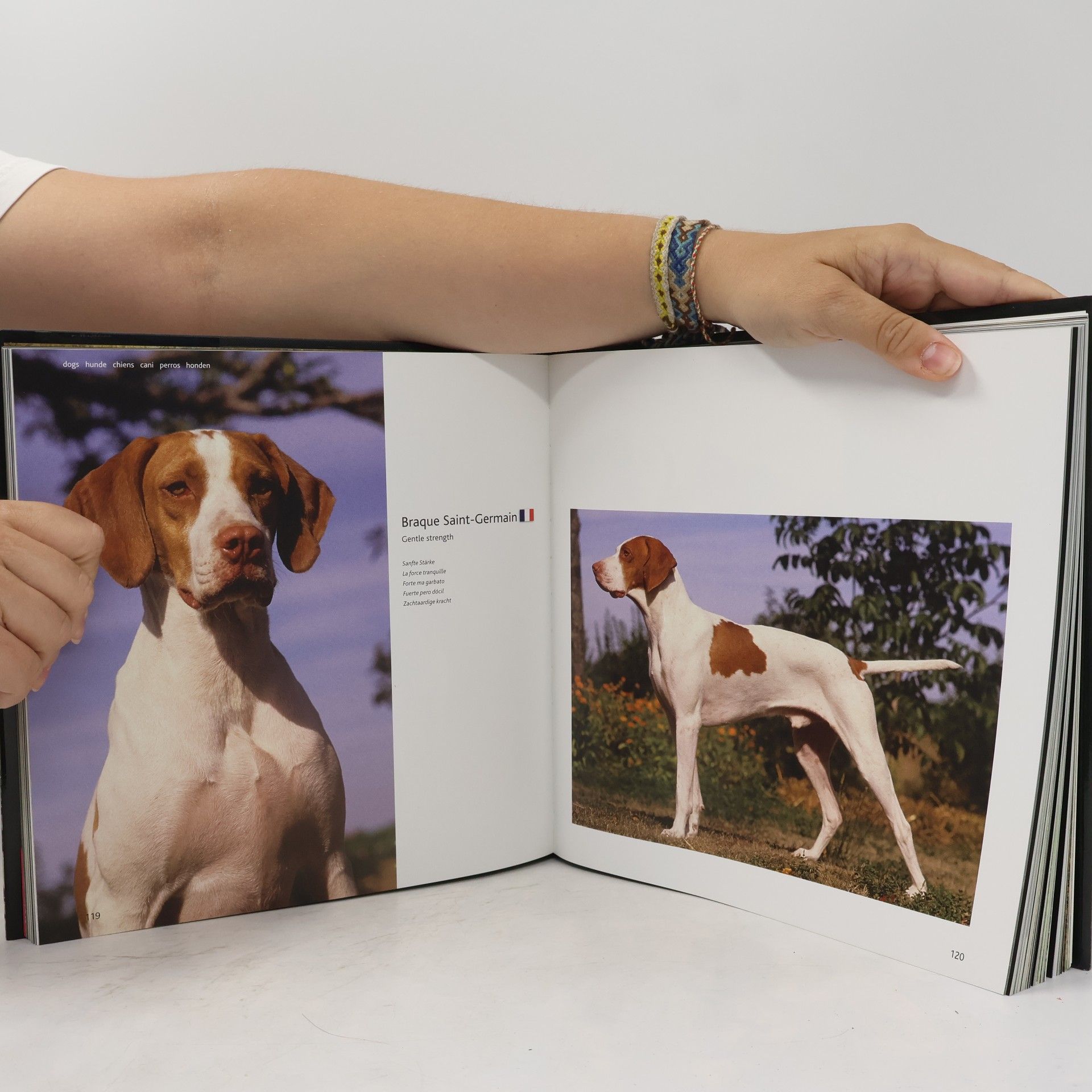 Auteurscollectief Dogs A-G: hunde chiens cani perros honde