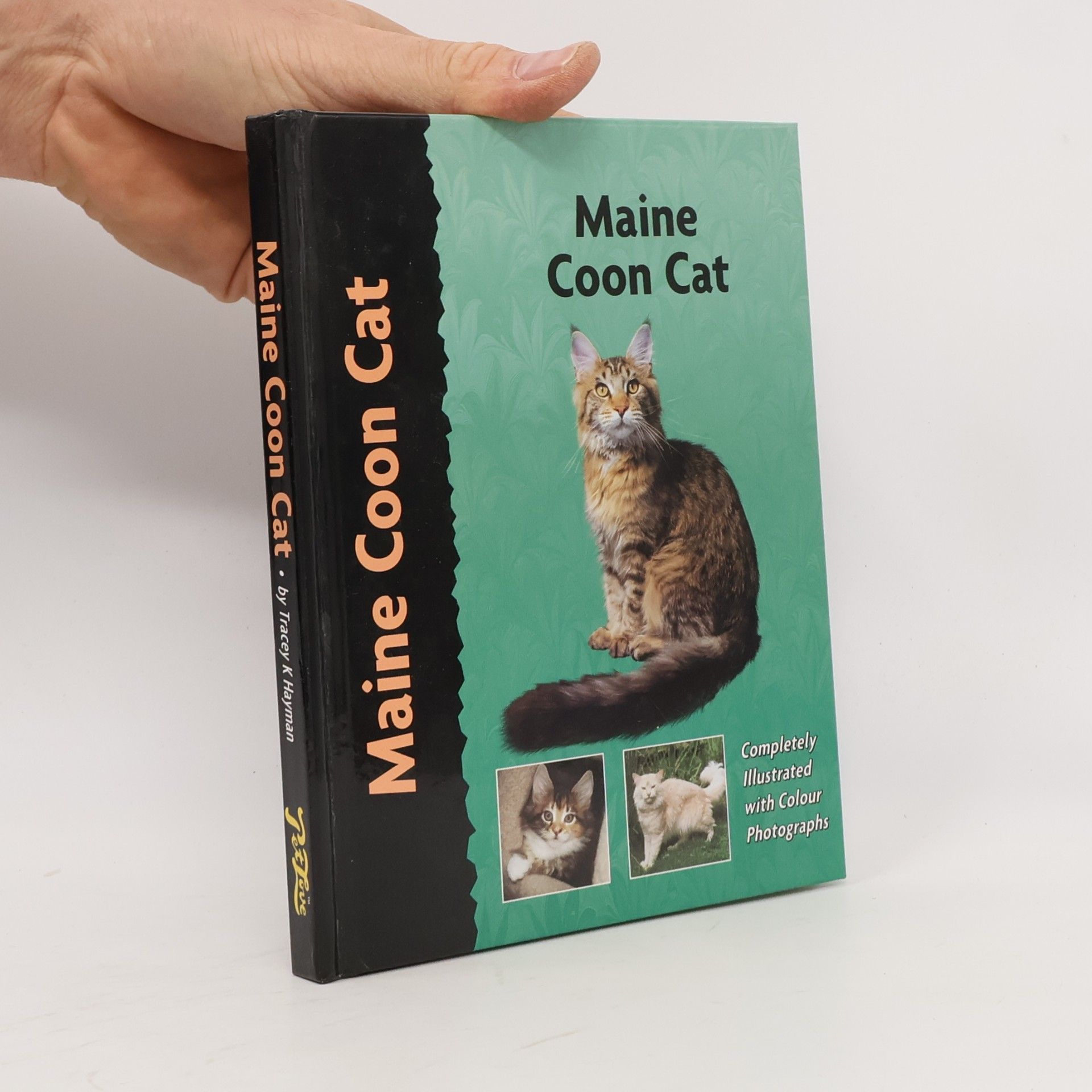 Tracey K. Hayman Pet Love: Maine Coon Cat