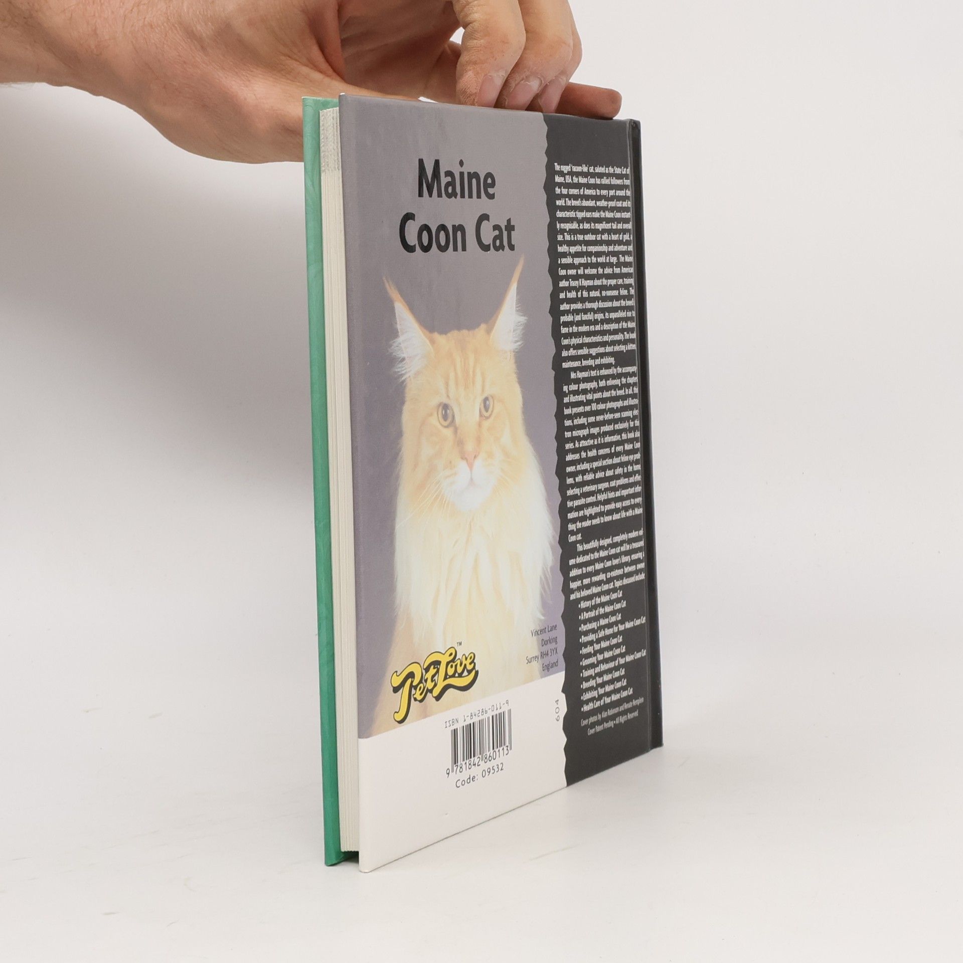 Tracey K. Hayman Pet Love: Maine Coon Cat