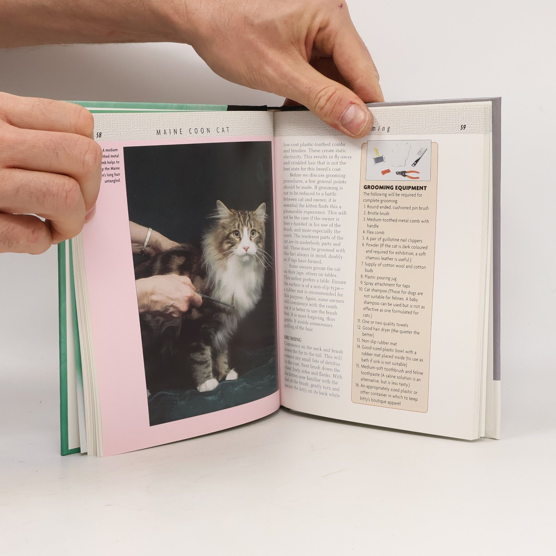 Tracey K. Hayman Pet Love: Maine Coon Cat