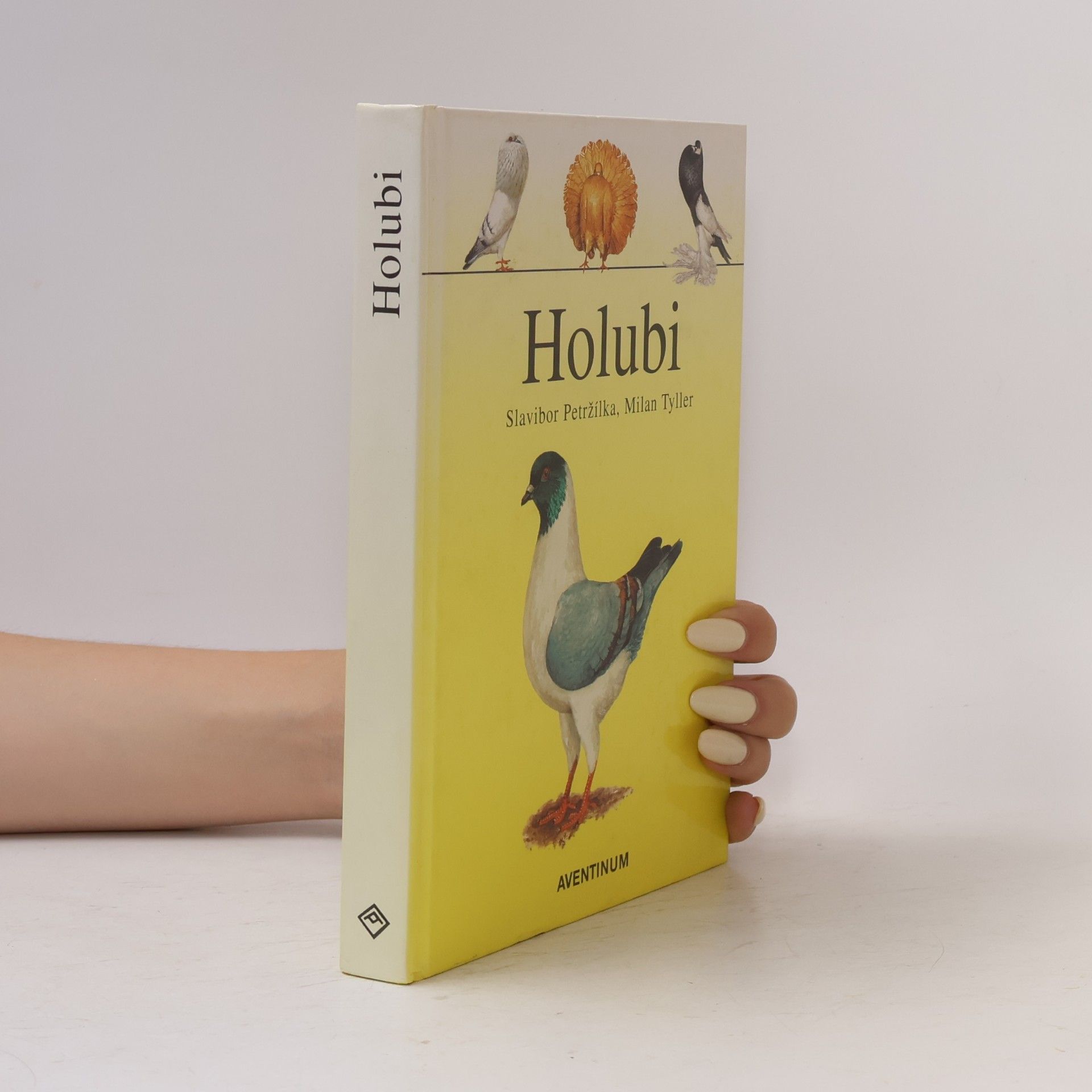 Holubi