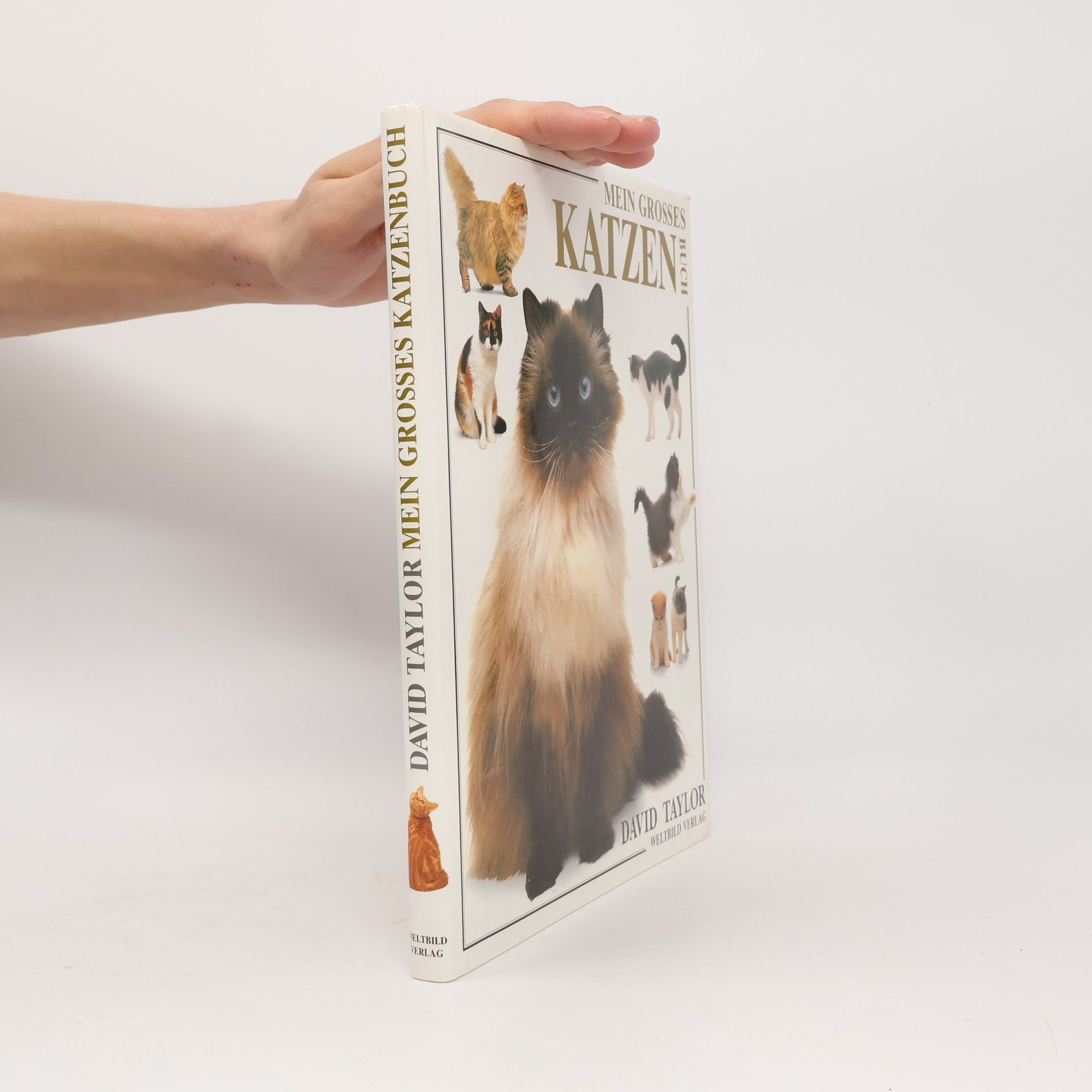 David Conrad Taylor Mein grosses Katzen Buch