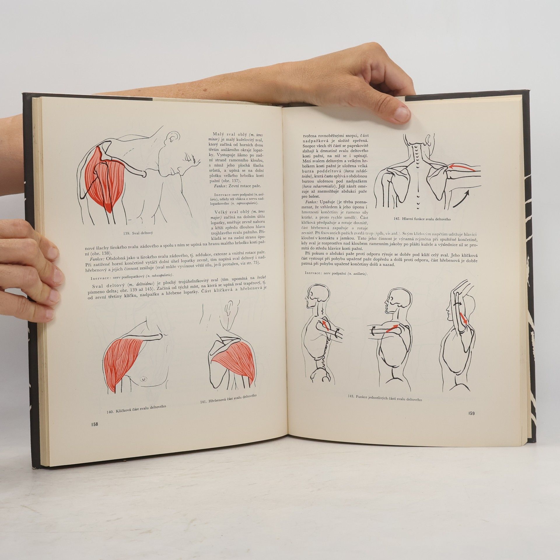 Rudolf Linc Anatomie člověka I