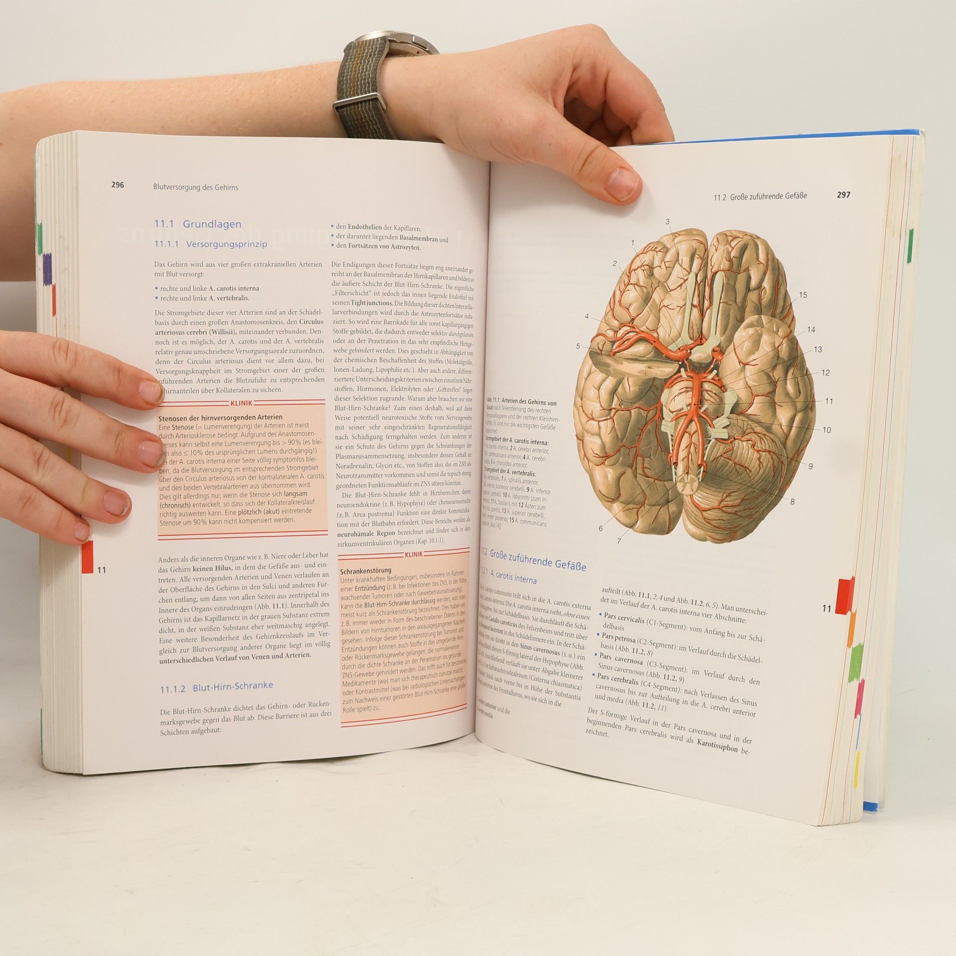 Martin Trepel Neuroanatomie