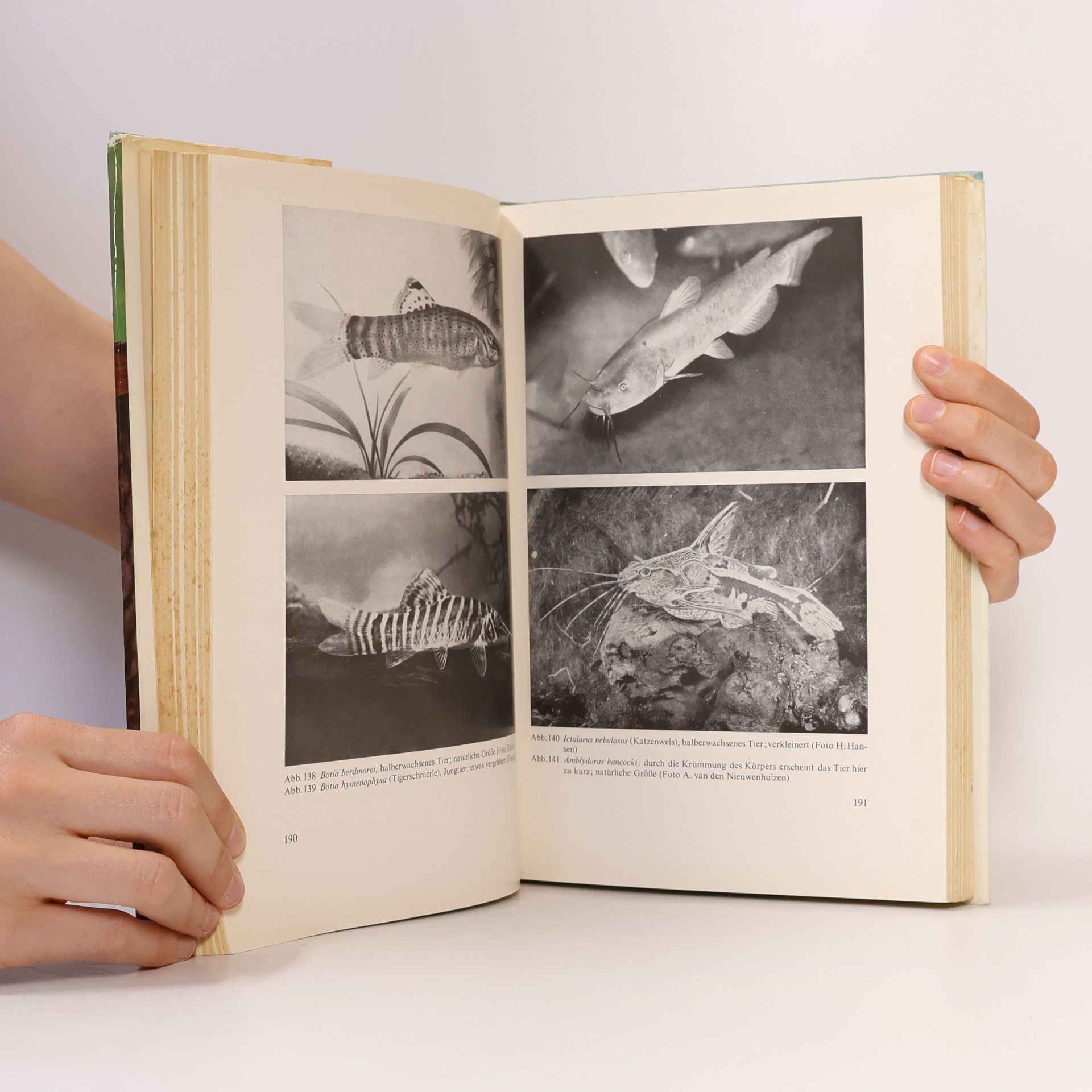 Günther Sterba Handbuch der Aquarienfische