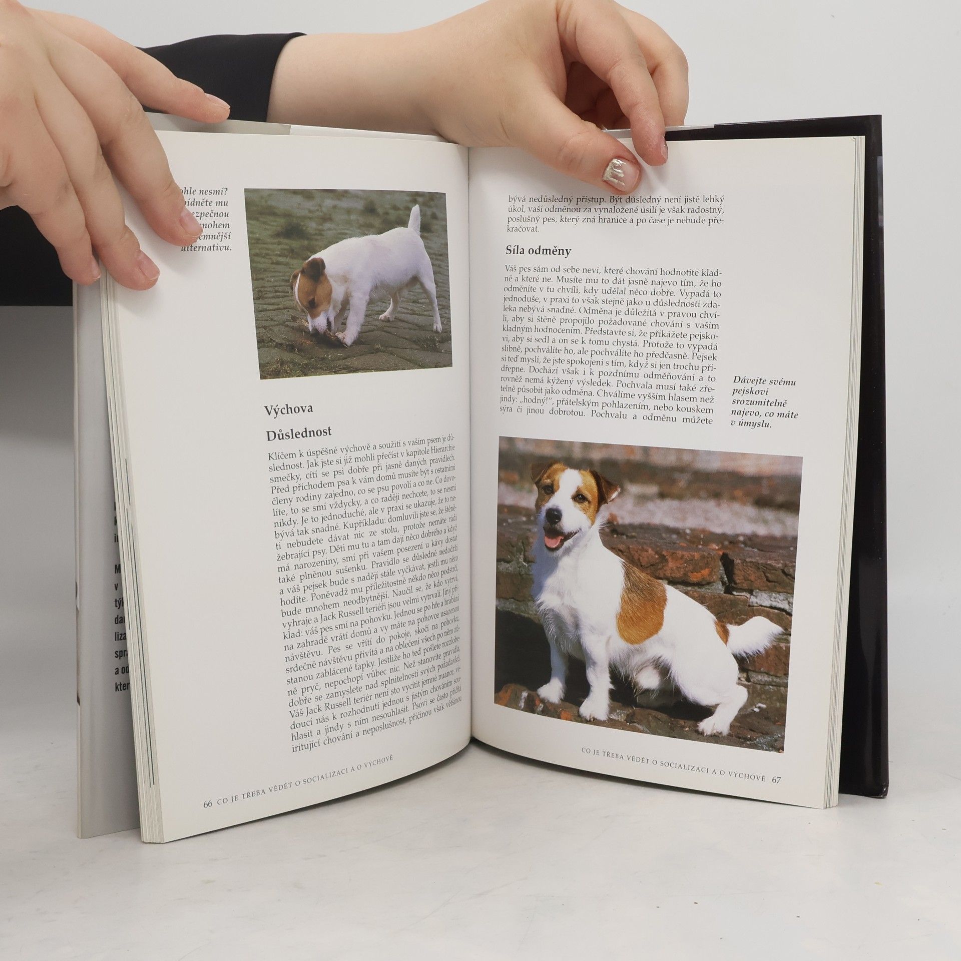 Berry Verhoef Jack Russell teriér