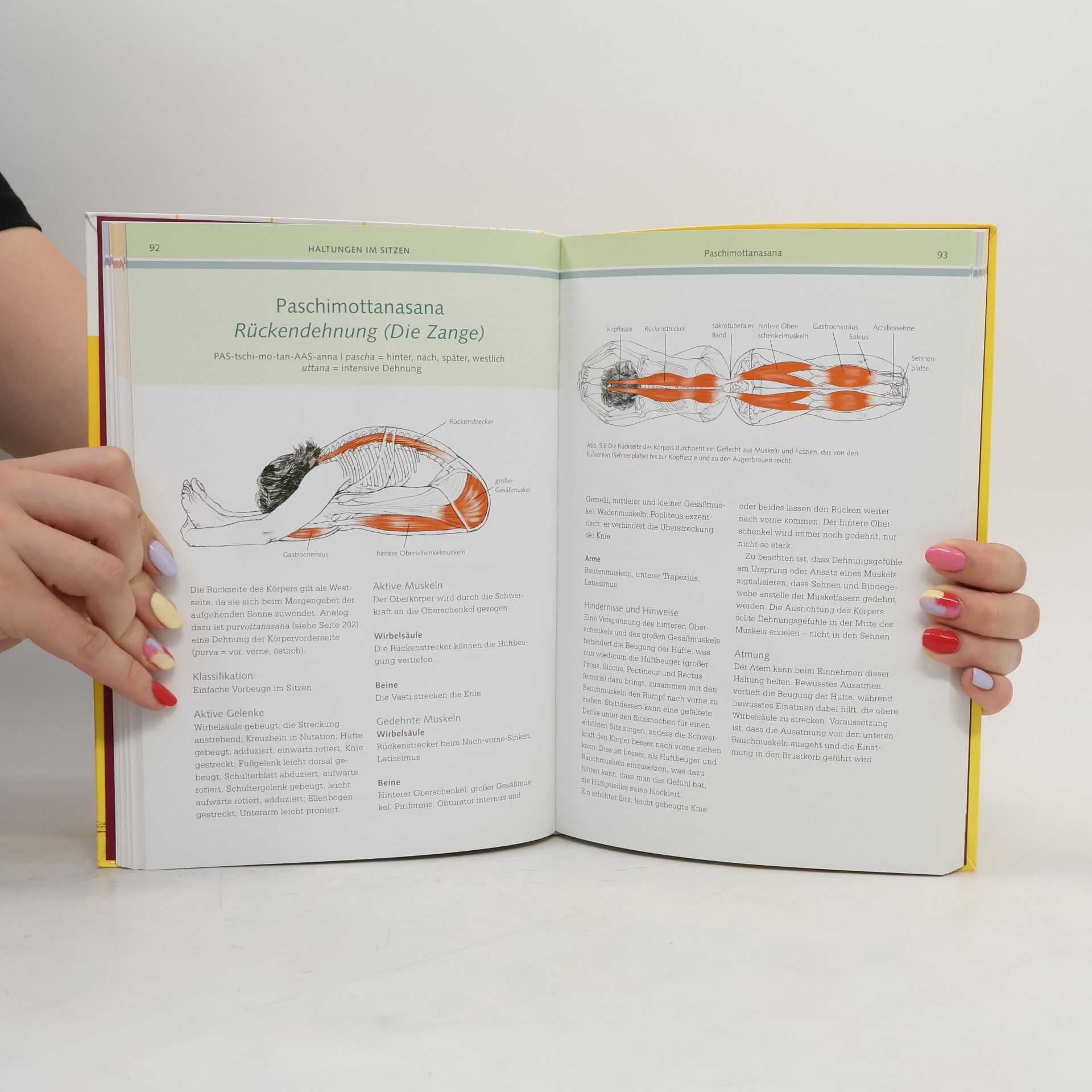 Leslie Kaminoff Yoga-Anatomie
